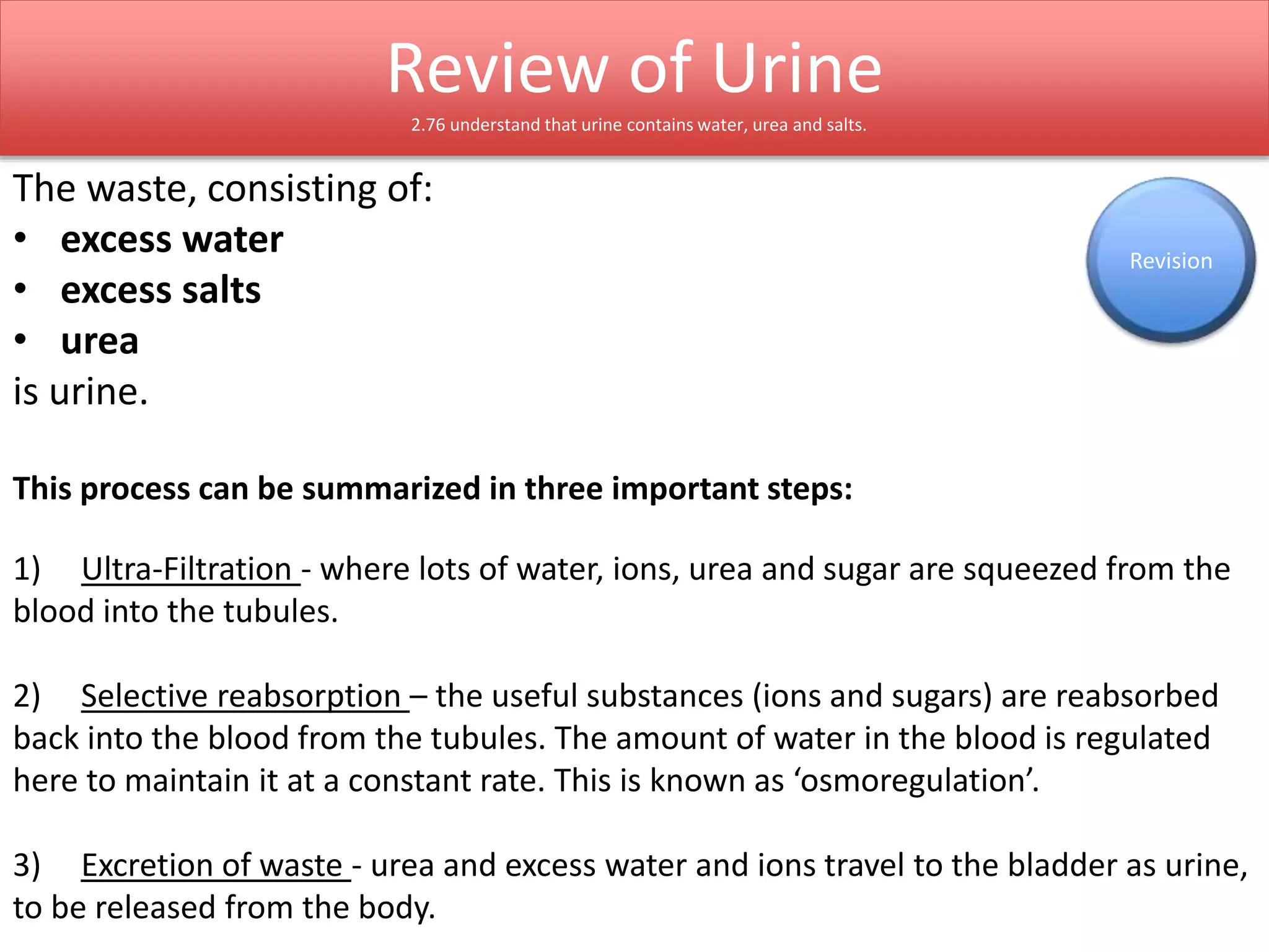 Review of Urine 
2.76 understand that urine contains water, urea and salts. 
The waste, consisting of: 
• excess water 
• excess salts 
• urea 
is urine. 
This process can be summarized in three important steps: 
Revision 
1) Ultra-Filtration - where lots of water, ions, urea and sugar are squeezed from the 
blood into the tubules. 
2) Selective reabsorption – the useful substances (ions and sugars) are reabsorbed 
back into the blood from the tubules. The amount of water in the blood is regulated 
here to maintain it at a constant rate. This is known as ‘osmoregulation’. 
3) Excretion of waste - urea and excess water and ions travel to the bladder as urine, 
to be released from the body. 
 