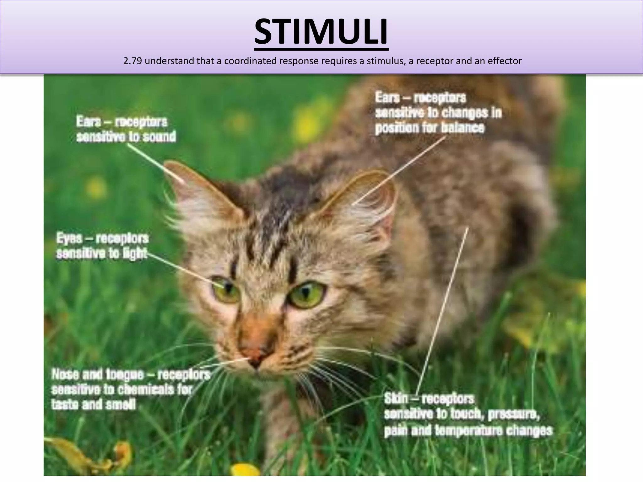 STIMULI 
2.79 understand that a coordinated response requires a stimulus, a receptor and an effector 
 
