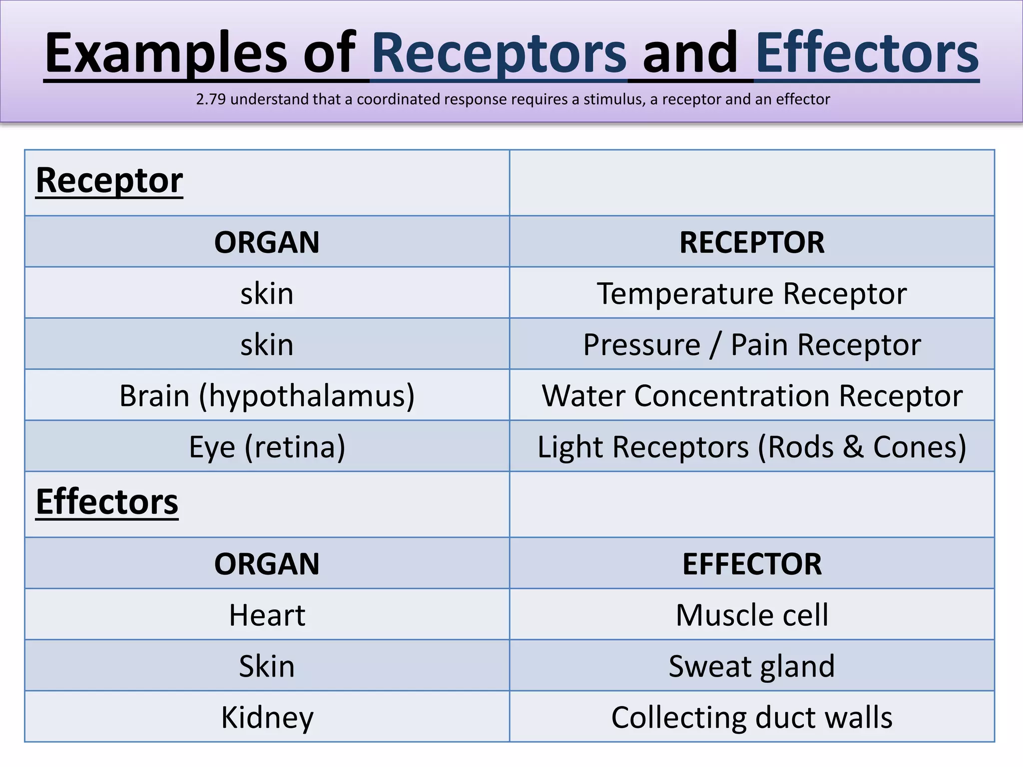 Examples of Receptors and Effectors 
2.79 understand that a coordinated response requires a stimulus, a receptor and an effector 
Receptor 
ORGAN RECEPTOR 
skin Temperature Receptor 
skin Pressure / Pain Receptor 
Brain (hypothalamus) Water Concentration Receptor 
Eye (retina) Light Receptors (Rods & Cones) 
Effectors 
ORGAN EFFECTOR 
Heart Muscle cell 
Skin Sweat gland 
Kidney Collecting duct walls 
 