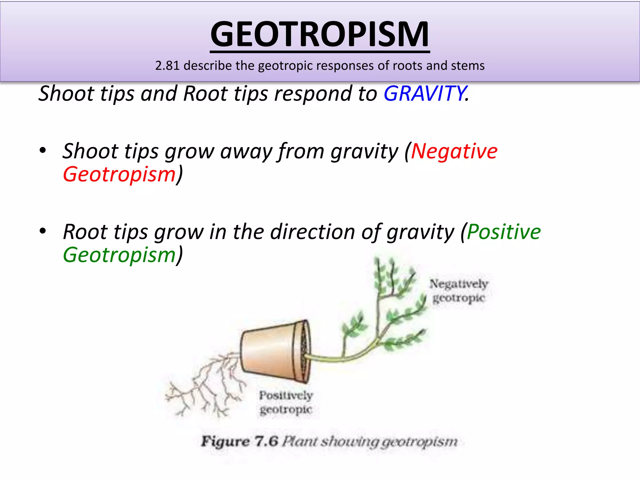 GEOTROPISM 
2.81 describe the geotropic responses of roots and stems 
Shoot tips and Root tips respond to GRAVITY. 
• Shoot tips grow away from gravity (Negative 
Geotropism) 
• Root tips grow in the direction of gravity (Positive 
Geotropism) 
 