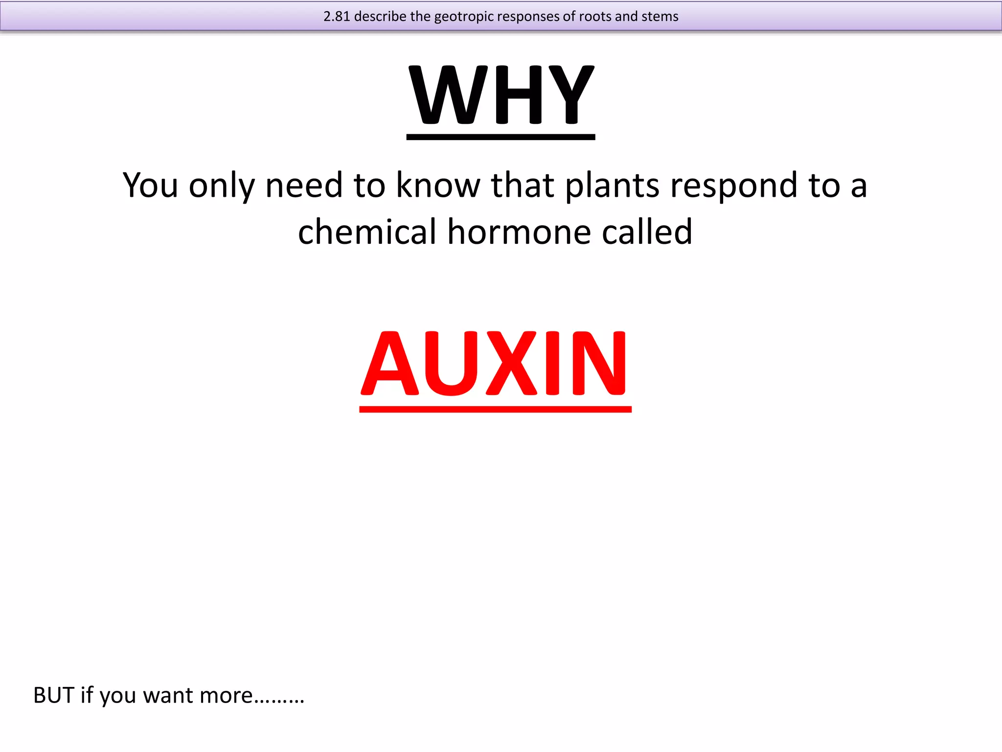 WHY 
You only need to know that plants respond to a 
chemical hormone called 
AUXIN 
BUT if you want more……… 
2.81 describe the geotropic responses of roots and stems 
 
