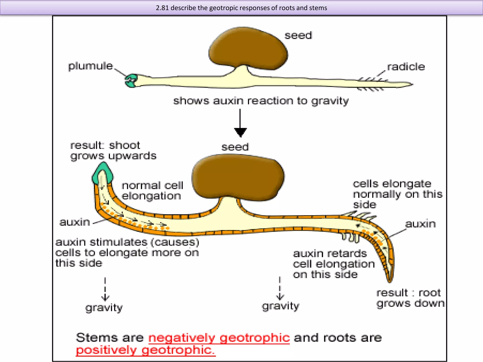 2.81 describe the geotropic responses of roots and stems 
 