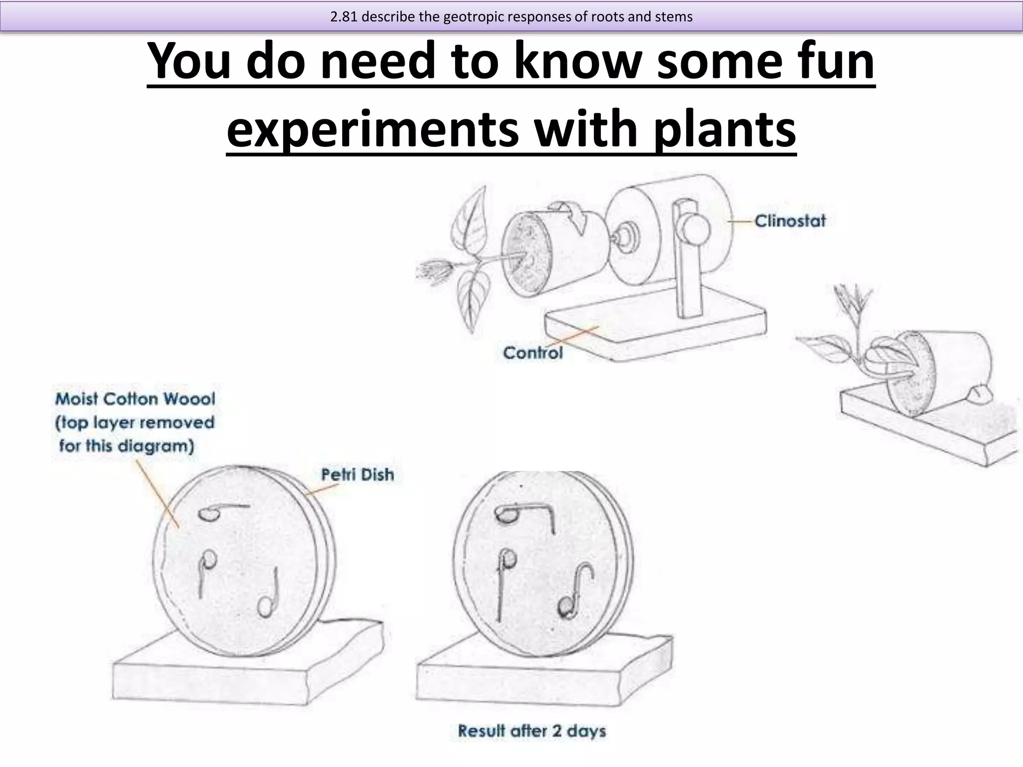 2.81 describe the geotropic responses of roots and stems 
You do need to know some fun 
experiments with plants 
 