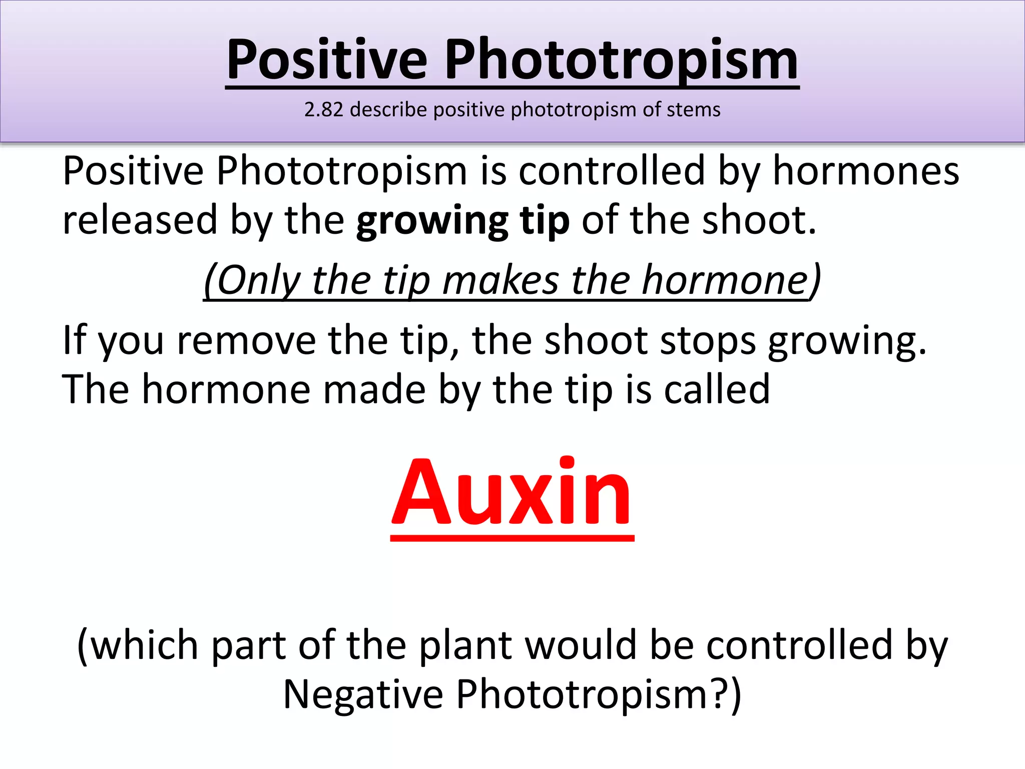 Positive Phototropism 
2.82 describe positive phototropism of stems 
Positive Phototropism is controlled by hormones 
released by the growing tip of the shoot. 
(Only the tip makes the hormone) 
If you remove the tip, the shoot stops growing. 
The hormone made by the tip is called 
Auxin 
(which part of the plant would be controlled by 
Negative Phototropism?) 
 