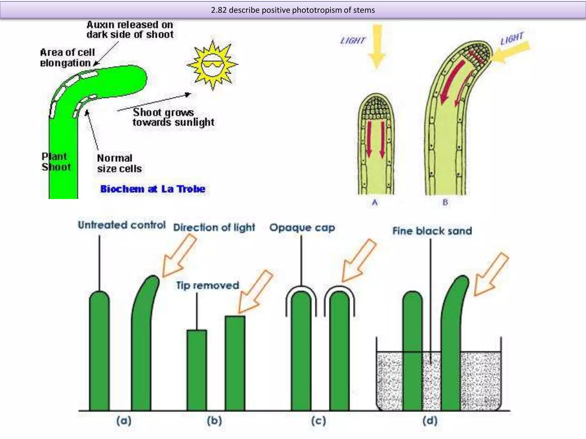 2.82 describe positive phototropism of stems 
 