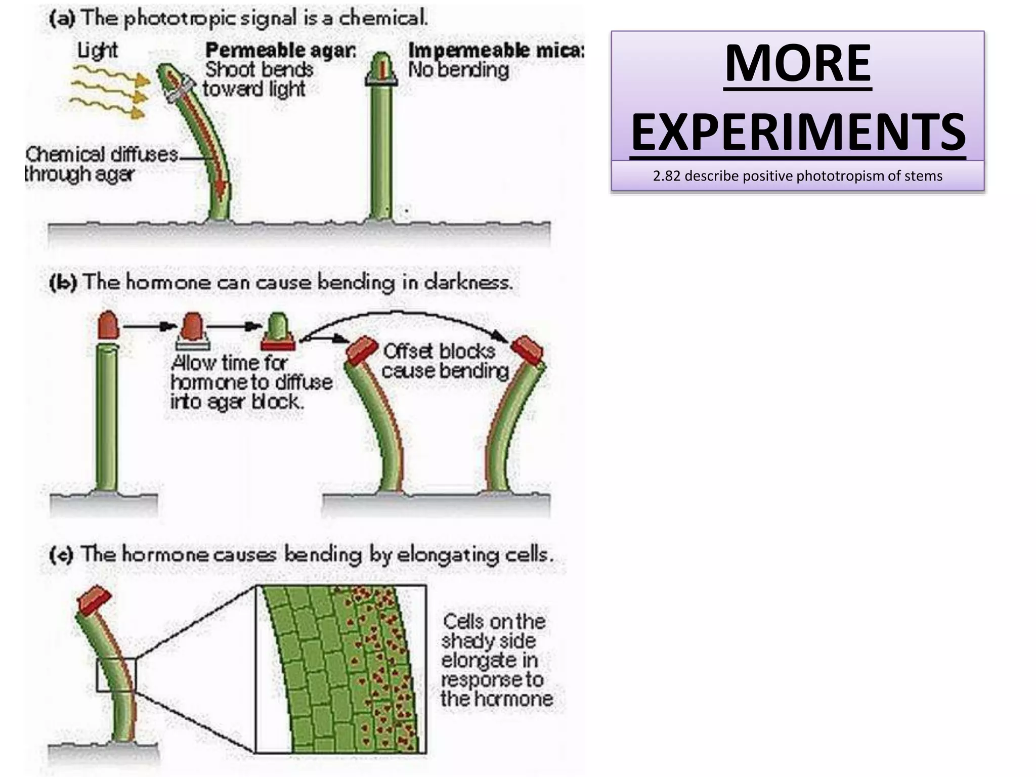 MORE 
EXPERIMENTS 
2.82 describe positive phototropism of stems 
 