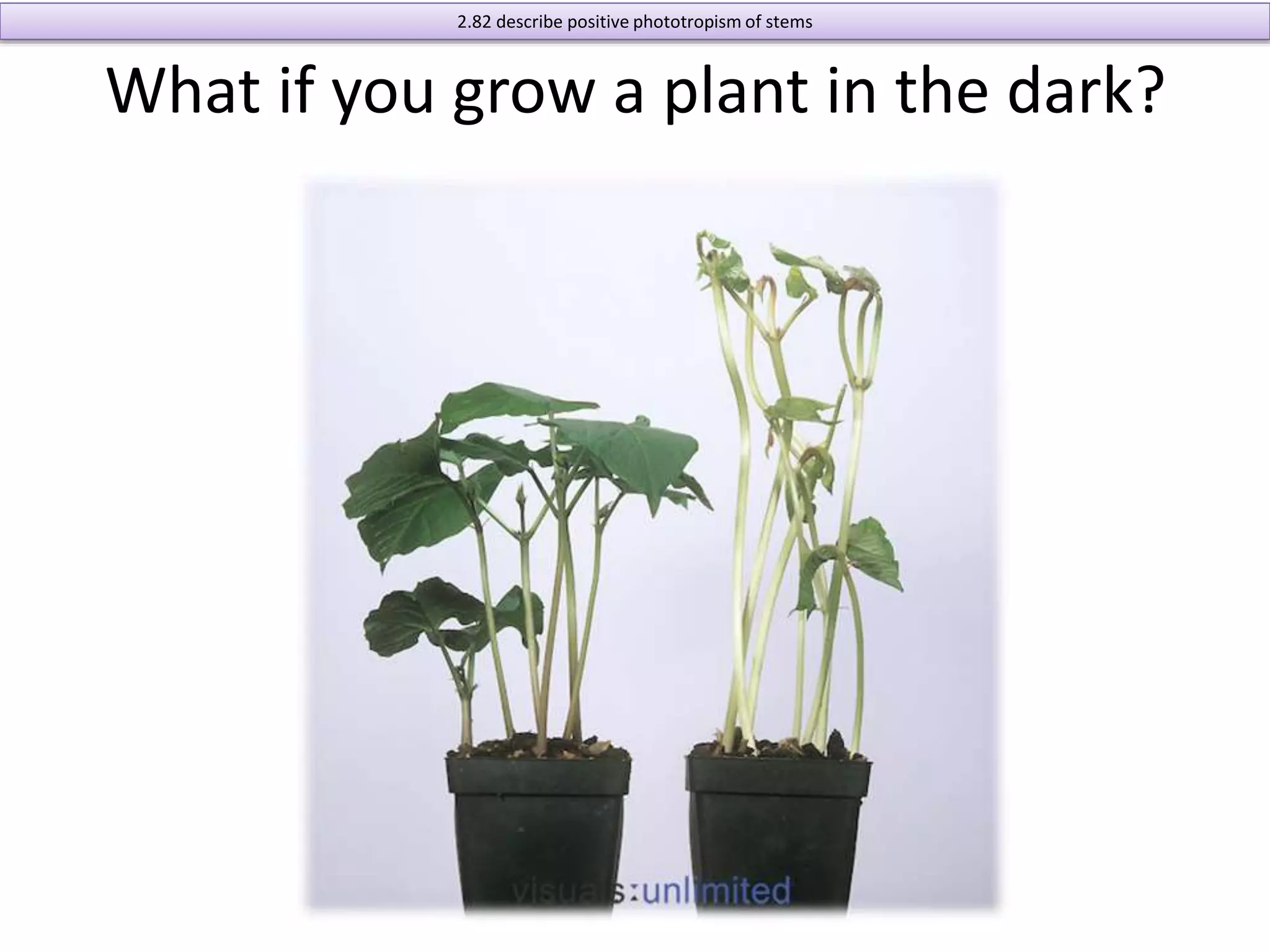 2.82 describe positive phototropism of stems 
What if you grow a plant in the dark? 
 