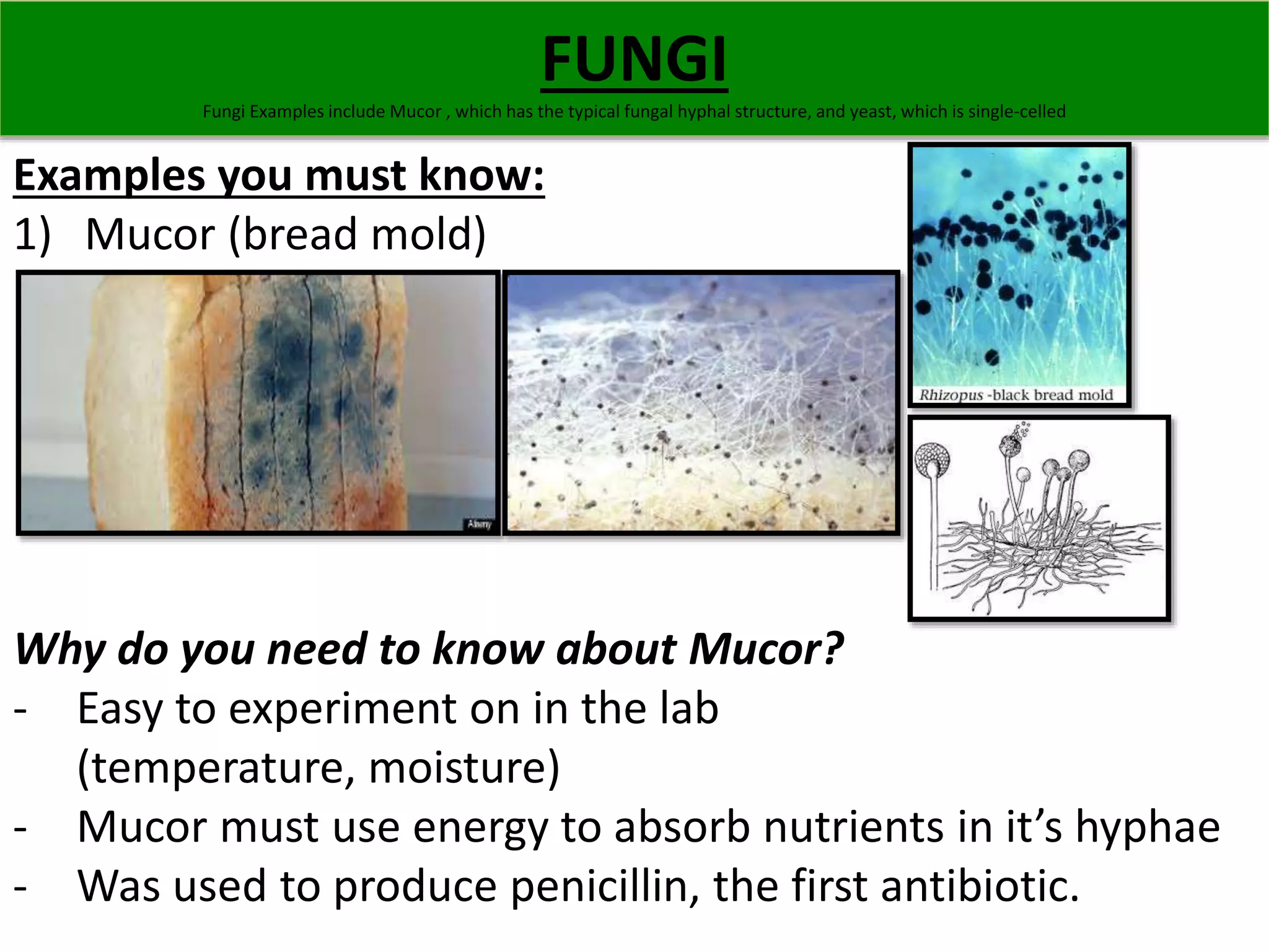 FUNGI 
Fungi Examples include Mucor , which has the typical fungal hyphal structure, and yeast, which is single-celled 
Examples you must know: 
1) Mucor (bread mold) 
Why do you need to know about Mucor? 
- Easy to experiment on in the lab 
(temperature, moisture) 
- Mucor must use energy to absorb nutrients in it’s hyphae 
- Was used to produce penicillin, the first antibiotic. 
 