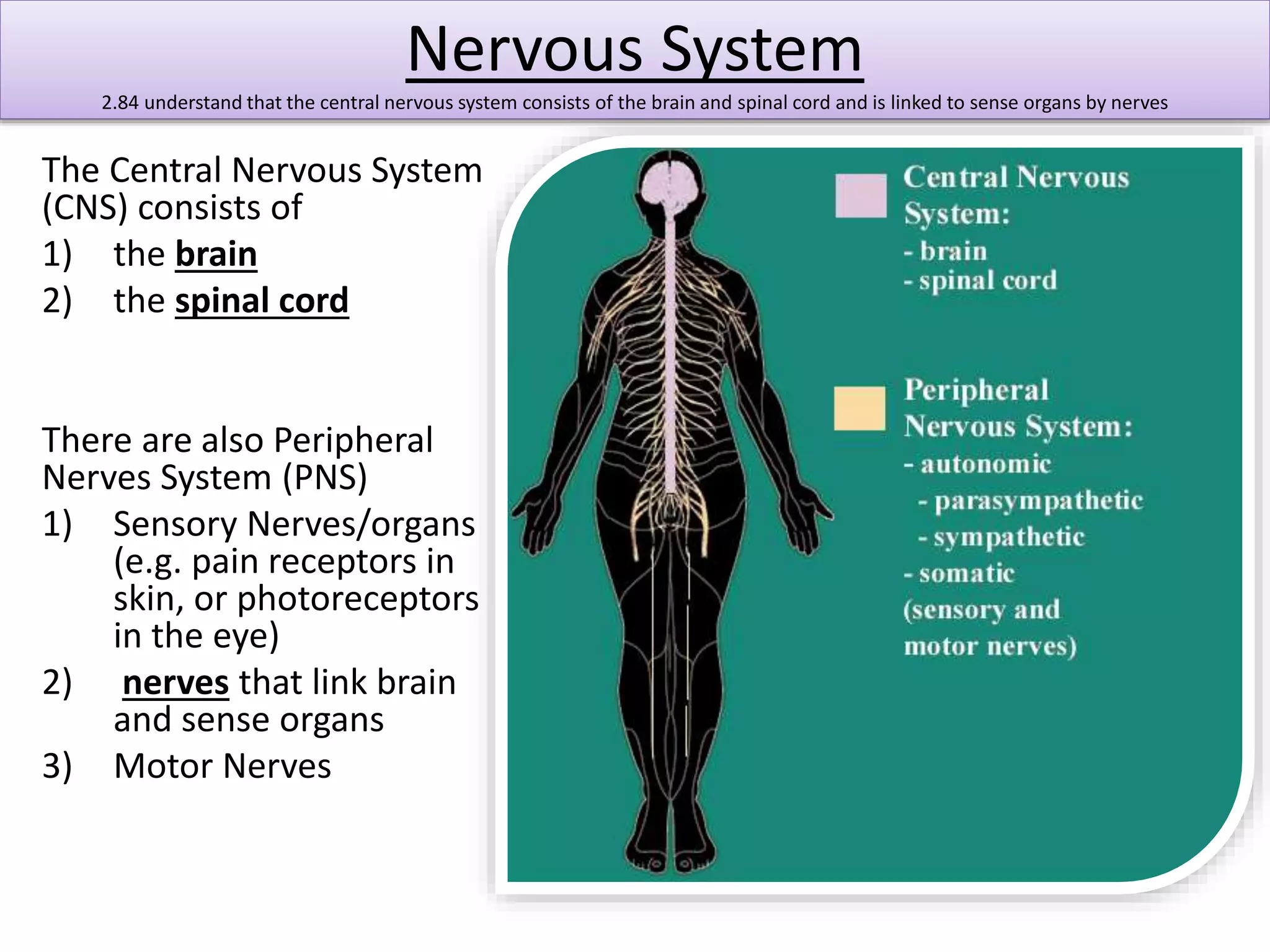 Nervous System 
2.84 understand that the central nervous system consists of the brain and spinal cord and is linked to sense organs by nerves 
The Central Nervous System 
(CNS) consists of 
1) the brain 
2) the spinal cord 
There are also Peripheral 
Nerves System (PNS) 
1) Sensory Nerves/organs 
(e.g. pain receptors in 
skin, or photoreceptors 
in the eye) 
2) nerves that link brain 
and sense organs 
3) Motor Nerves 
 