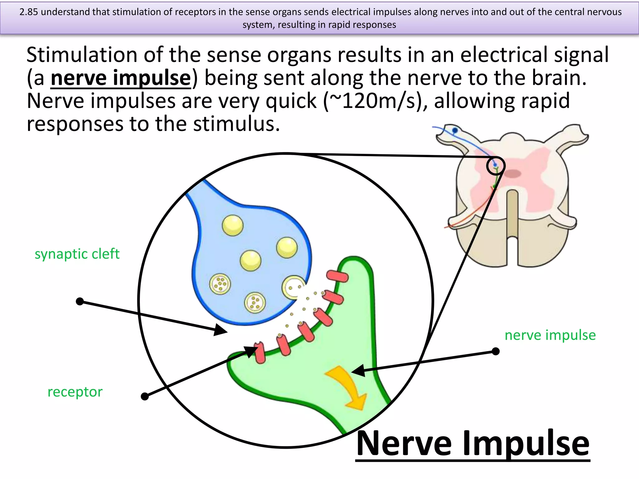 2.85 understand that stimulation of receptors in the sense organs sends electrical impulses along nerves into and out of the central nervous 
Stimulation of the sense organs results in an electrical signal 
(a nerve impulse) being sent along the nerve to the brain. 
Nerve impulses are very quick (~120m/s), allowing rapid 
responses to the stimulus. 
nerve impulse 
Nerve Impulse 
synaptic cleft 
receptor 
system, resulting in rapid responses 
 