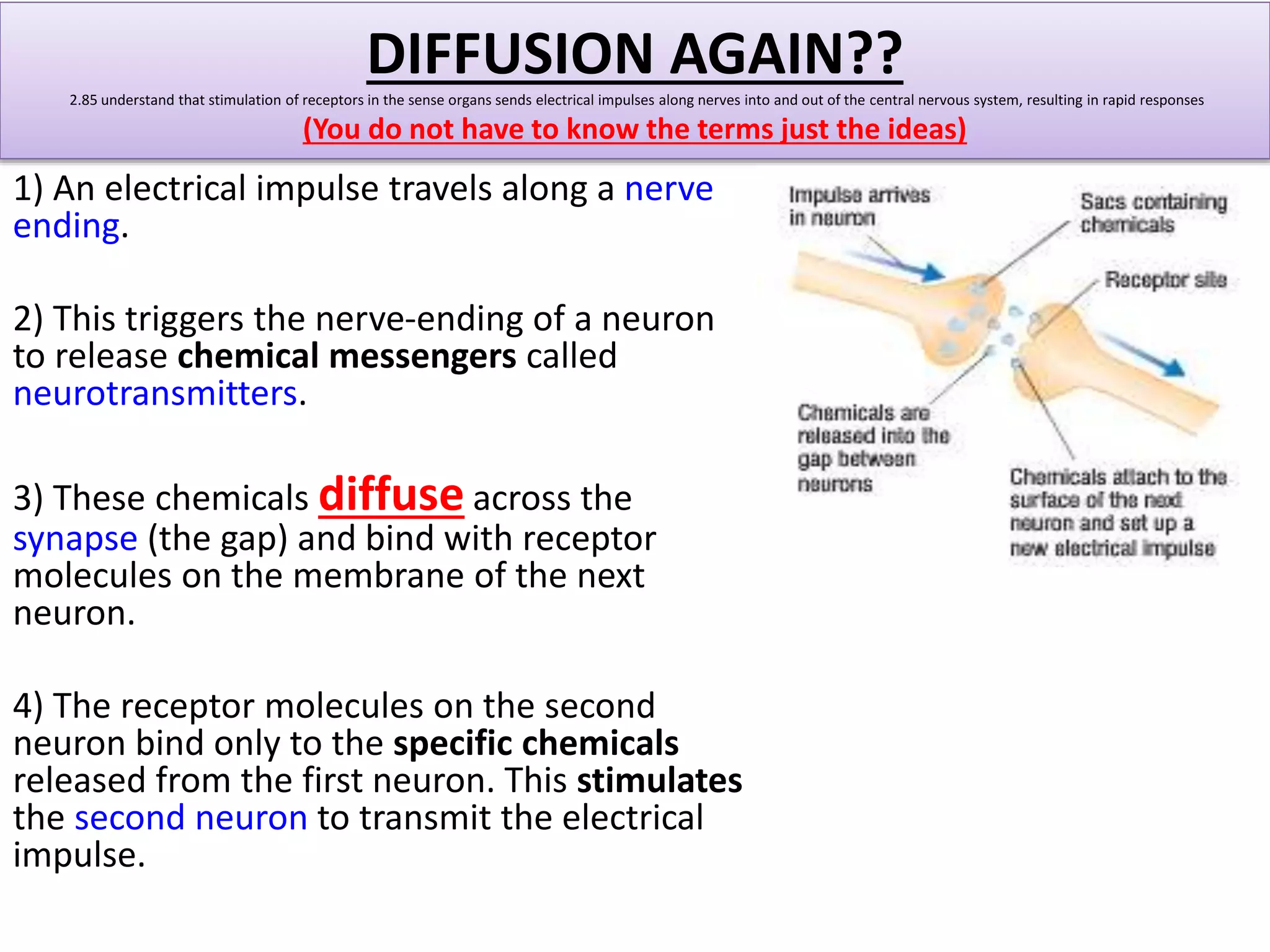 DIFFUSION AGAIN?? 
2.85 understand that stimulation of receptors in the sense organs sends electrical impulses along nerves into and out of the central nervous system, resulting in rapid responses 
(You do not have to know the terms just the ideas) 
1) An electrical impulse travels along a nerve 
ending. 
2) This triggers the nerve-ending of a neuron 
to release chemical messengers called 
neurotransmitters. 
3) These chemicals diffuse across the 
synapse (the gap) and bind with receptor 
molecules on the membrane of the next 
neuron. 
4) The receptor molecules on the second 
neuron bind only to the specific chemicals 
released from the first neuron. This stimulates 
the second neuron to transmit the electrical 
impulse. 
 