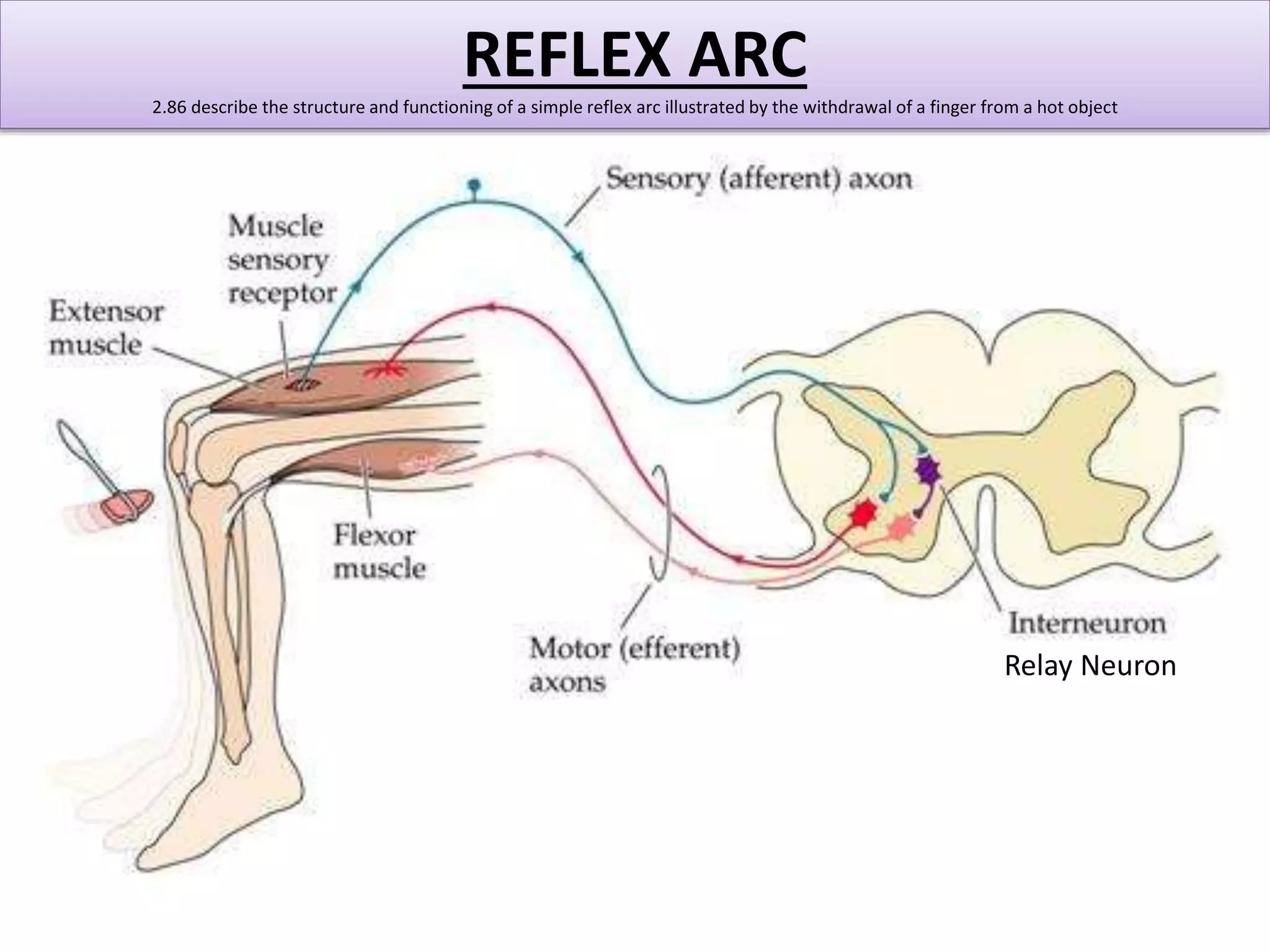 REFLEX ARC 
2.86 describe the structure and functioning of a simple reflex arc illustrated by the withdrawal of a finger from a hot object 
Relay Neuron 
 