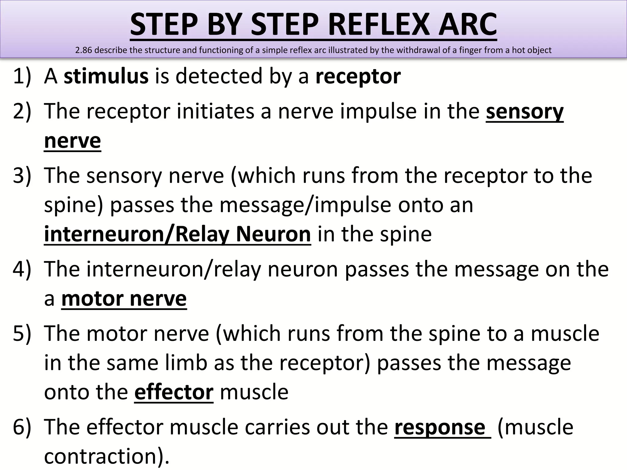 STEP BY STEP REFLEX ARC 
2.86 describe the structure and functioning of a simple reflex arc illustrated by the withdrawal of a finger from a hot object 
1) A stimulus is detected by a receptor 
2) The receptor initiates a nerve impulse in the sensory 
nerve 
3) The sensory nerve (which runs from the receptor to the 
spine) passes the message/impulse onto an 
interneuron/Relay Neuron in the spine 
4) The interneuron/relay neuron passes the message on the 
a motor nerve 
5) The motor nerve (which runs from the spine to a muscle 
in the same limb as the receptor) passes the message 
onto the effector muscle 
6) The effector muscle carries out the response (muscle 
contraction). 
 