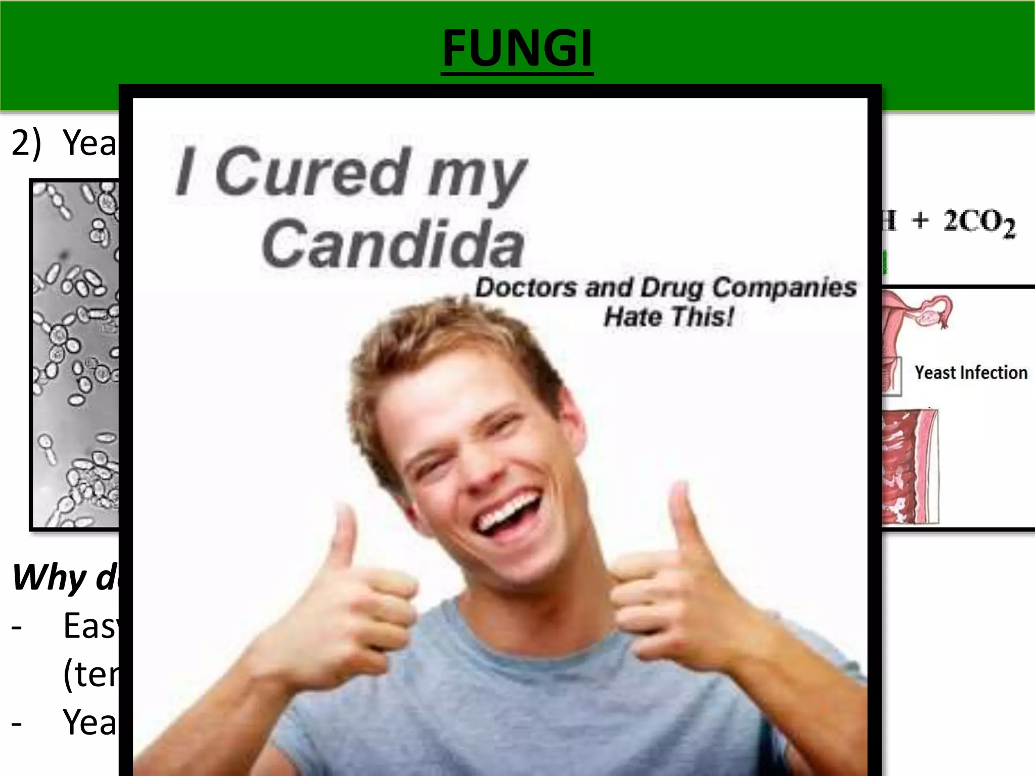 FUNGI 
Fungi Examples include Mucor , which has the typical fungal hyphal structure, and yeast, which is single-celled 
2) Yeast (single celled fungi) 
Why do you need to know about Yeast? 
- Easy to experiment on in the lab 
(temperature & sugar concentration) 
- Yeast is used in the production of beer & bread 
 