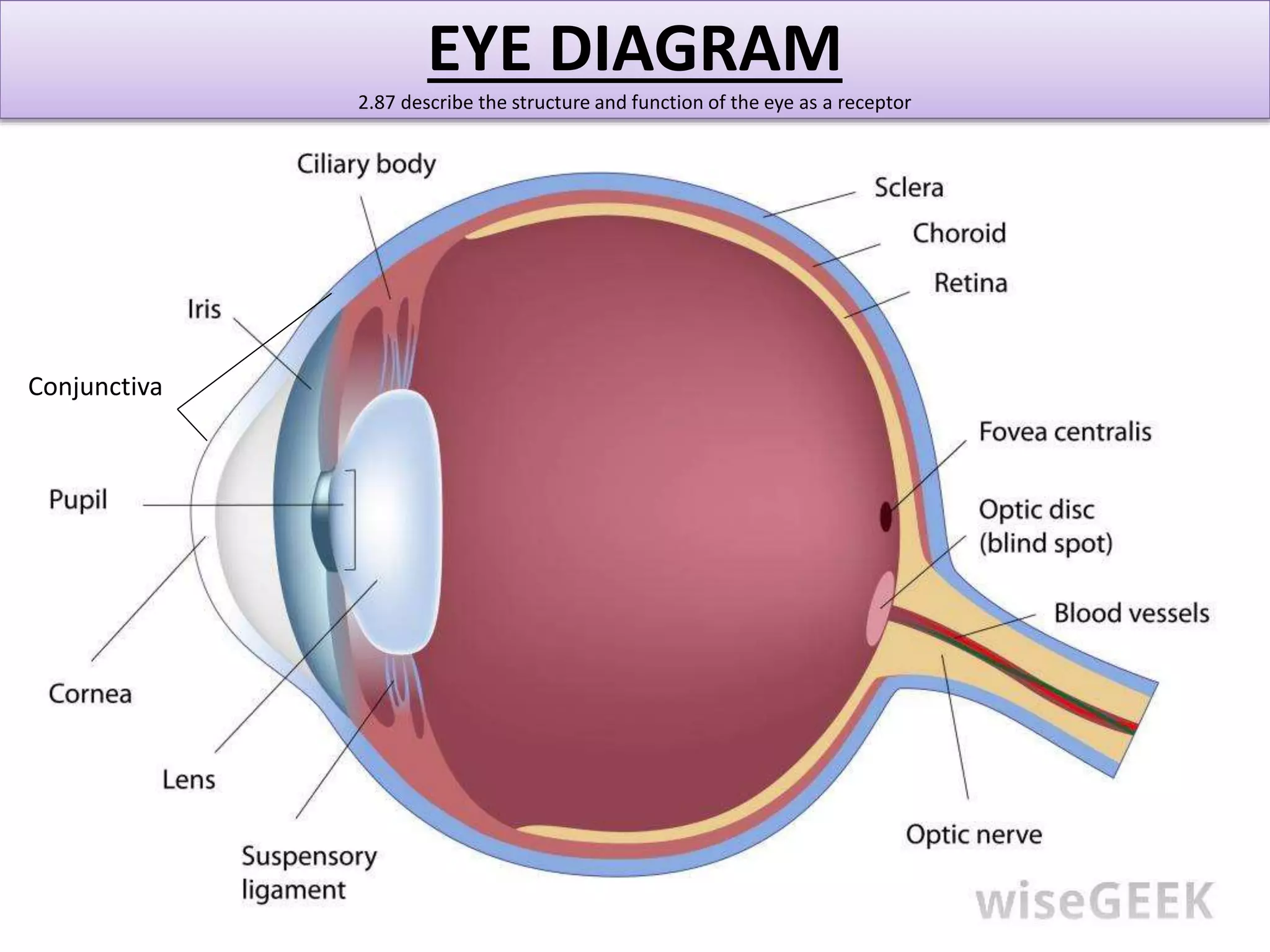EYE DIAGRAM 
2.87 describe the structure and function of the eye as a receptor 
Conjunctiva 
 