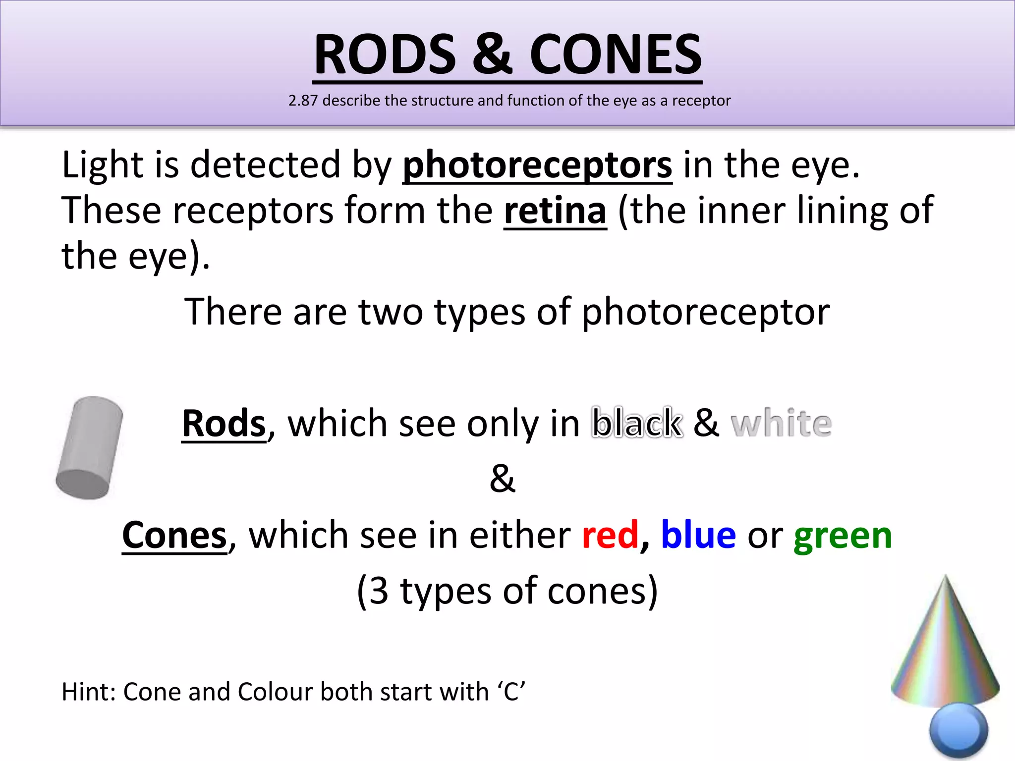 RODS & CONES 
2.87 describe the structure and function of the eye as a receptor 
Light is detected by photoreceptors in the eye. 
These receptors form the retina (the inner lining of 
the eye). 
There are two types of photoreceptor 
Rods, which see only in & 
& 
Cones, which see in either red, blue or green 
(3 types of cones) 
Hint: Cone and Colour both start with ‘C’ 
 