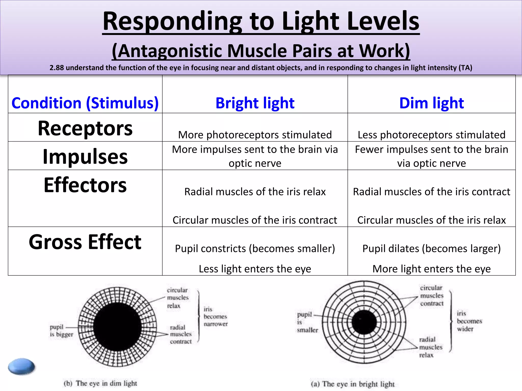 Responding to Light Levels 
(Antagonistic Muscle Pairs at Work) 
2.88 understand the function of the eye in focusing near and distant objects, and in responding to changes in light intensity (TA) 
Condition (Stimulus) Bright light Dim light 
Receptors More photoreceptors stimulated Less photoreceptors stimulated 
Impulses More impulses sent to the brain via 
optic nerve 
Fewer impulses sent to the brain 
via optic nerve 
Effectors Radial muscles of the iris relax Radial muscles of the iris contract 
Circular muscles of the iris contract Circular muscles of the iris relax 
Gross Effect Pupil constricts (becomes smaller) Pupil dilates (becomes larger) 
Less light enters the eye More light enters the eye 
 