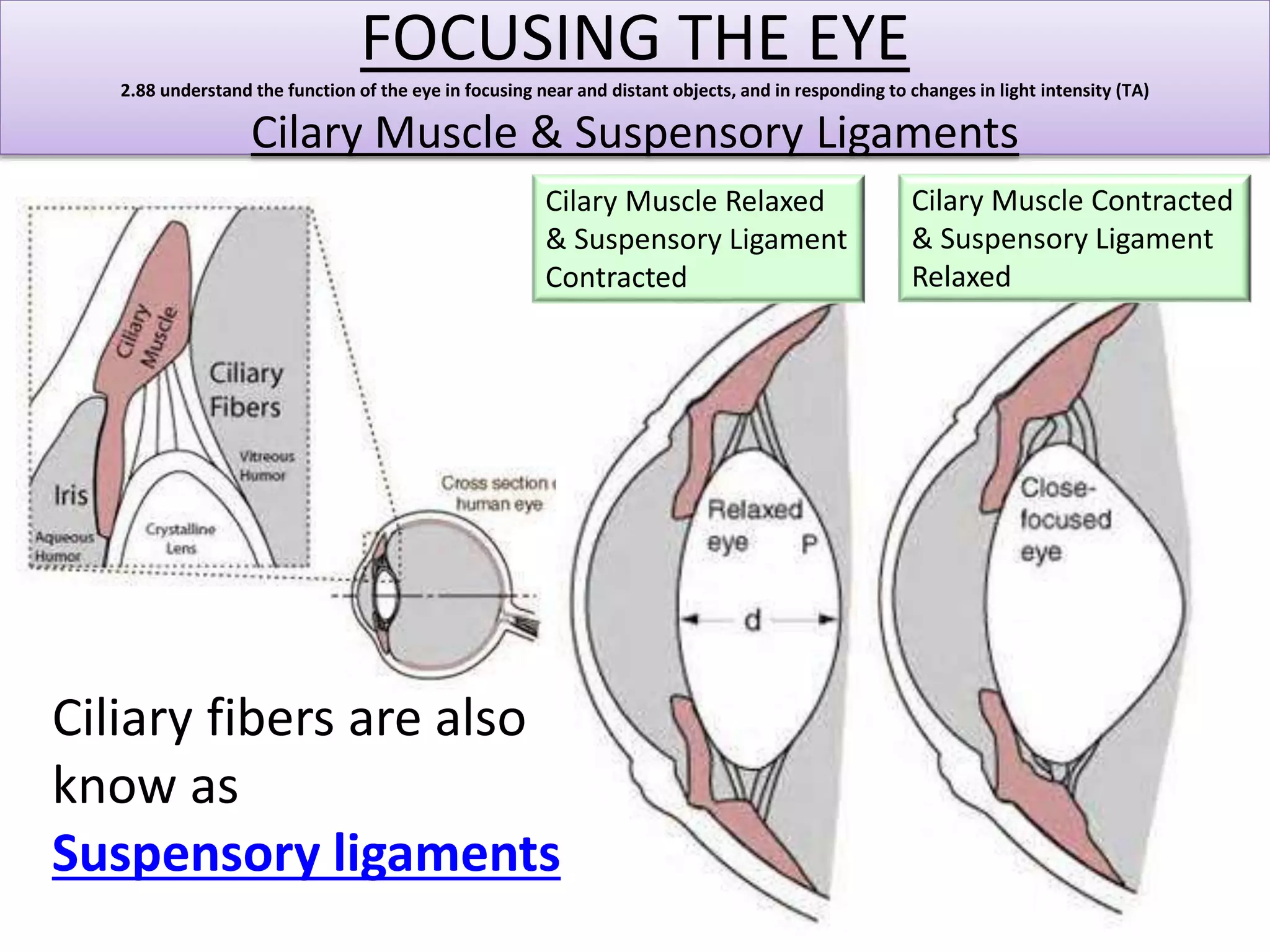 FOCUSING THE EYE 
2.88 understand the function of the eye in focusing near and distant objects, and in responding to changes in light intensity (TA) 
Cilary Muscle & Suspensory Ligaments 
Ciliary fibers are also 
know as 
Suspensory ligaments 
Cilary Muscle Contracted 
& Suspensory Ligament 
Relaxed 
Cilary Muscle Relaxed 
& Suspensory Ligament 
Contracted 
 