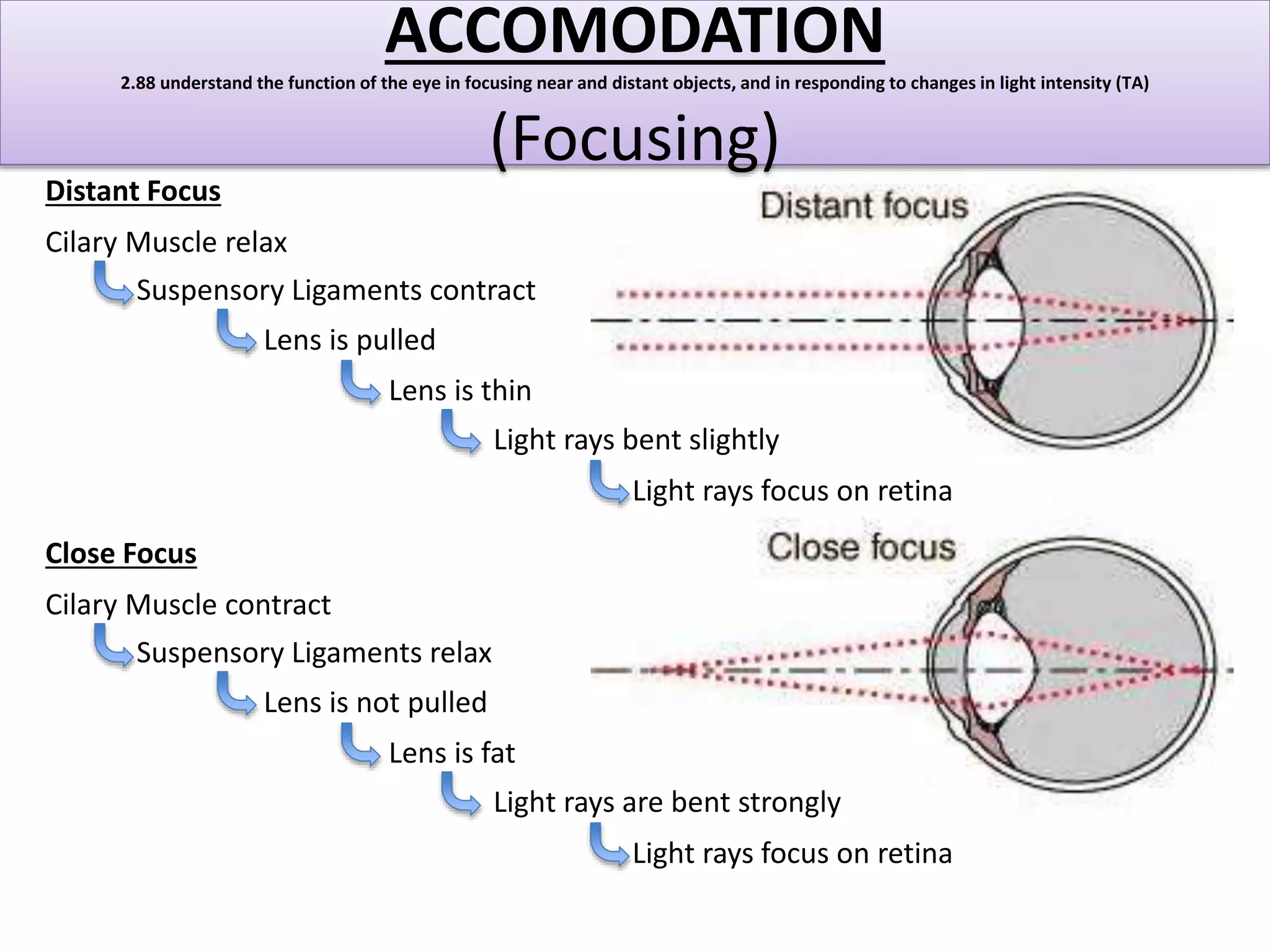 2.88 understand the function of the eye in focusing near and distant objects, and in responding to changes in light intensity (TA) 
Distant Focus 
Cilary Muscle relax 
ACCOMODATION 
(Focusing) 
Suspensory Ligaments contract 
Lens is pulled 
Lens is thin 
Light rays bent slightly 
Light rays focus on retina 
Close Focus 
Cilary Muscle contract 
Suspensory Ligaments relax 
Lens is not pulled 
Lens is fat 
Light rays are bent strongly 
Light rays focus on retina 
 