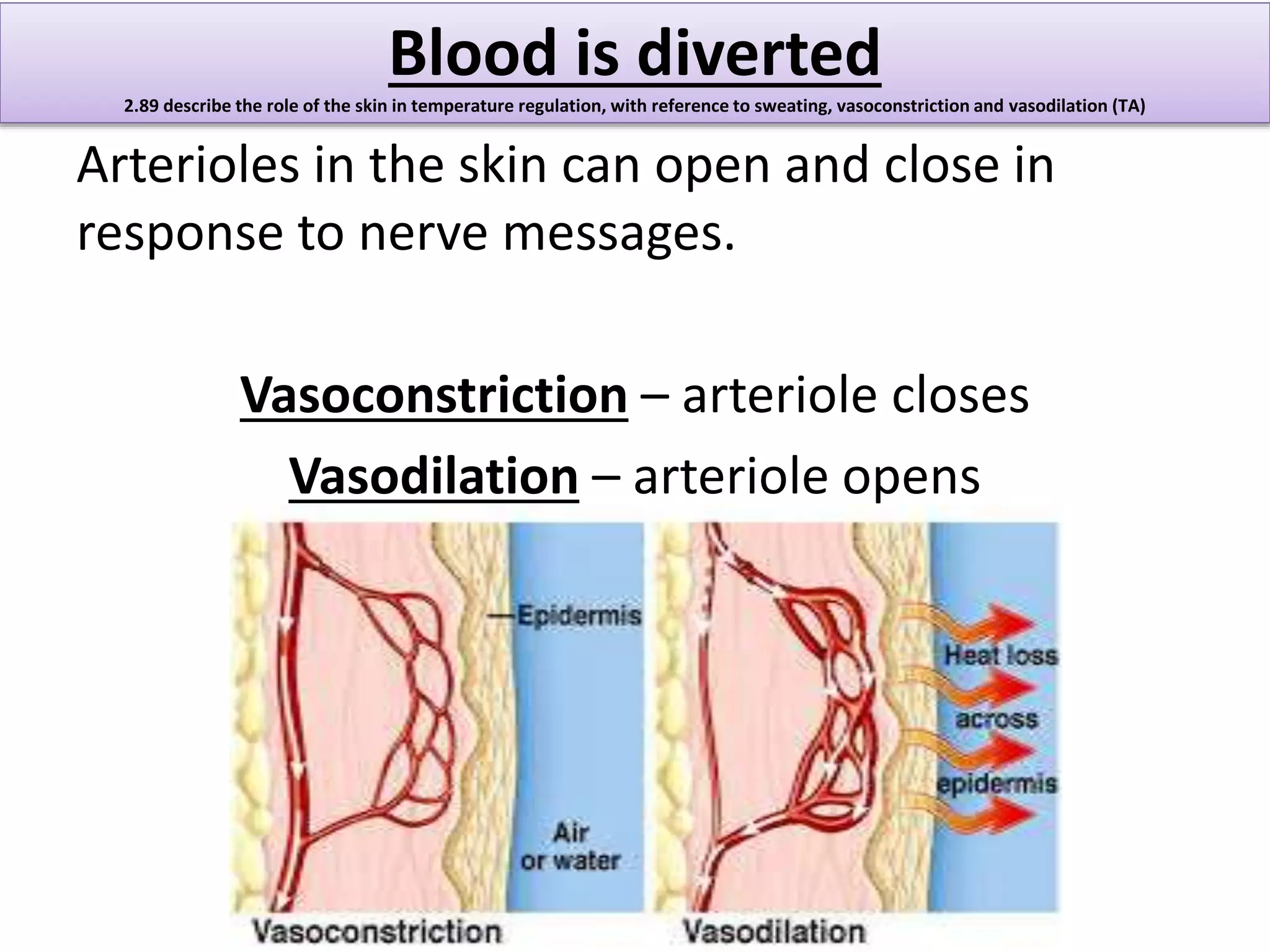 Blood is diverted 
2.89 describe the role of the skin in temperature regulation, with reference to sweating, vasoconstriction and vasodilation (TA) 
Arterioles in the skin can open and close in 
response to nerve messages. 
Vasoconstriction – arteriole closes 
Vasodilation – arteriole opens 
 