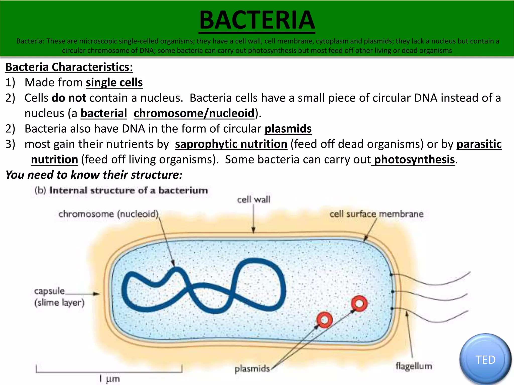 BACTERIA 
Bacteria: These are microscopic single-celled organisms; they have a cell wall, cell membrane, cytoplasm and plasmids; they lack a nucleus but contain a 
circular chromosome of DNA; some bacteria can carry out photosynthesis but most feed off other living or dead organisms 
Bacteria Characteristics: 
1) Made from single cells 
2) Cells do not contain a nucleus. Bacteria cells have a small piece of circular DNA instead of a 
nucleus (a bacterial chromosome/nucleoid). 
2) Bacteria also have DNA in the form of circular plasmids 
3) most gain their nutrients by saprophytic nutrition (feed off dead organisms) or by parasitic 
nutrition (feed off living organisms). Some bacteria can carry out photosynthesis. 
You need to know their structure: 
TED 
 