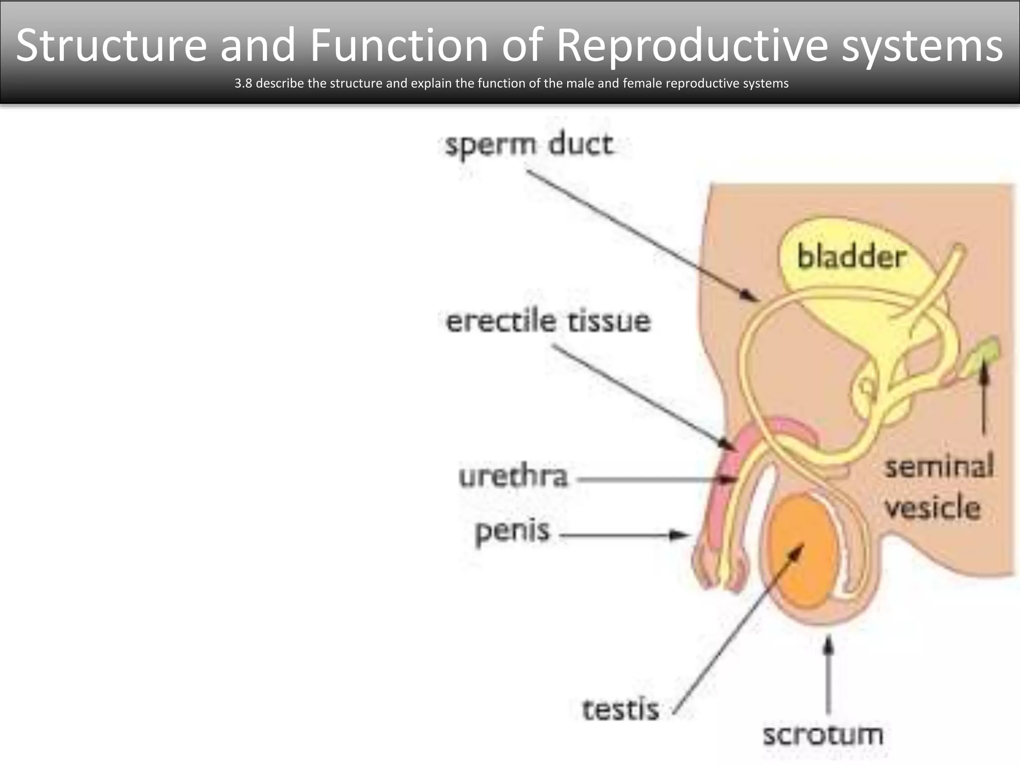 Structure and Function of Reproductive systems 
3.8 describe the structure and explain the function of the male and female reproductive systems 
 
