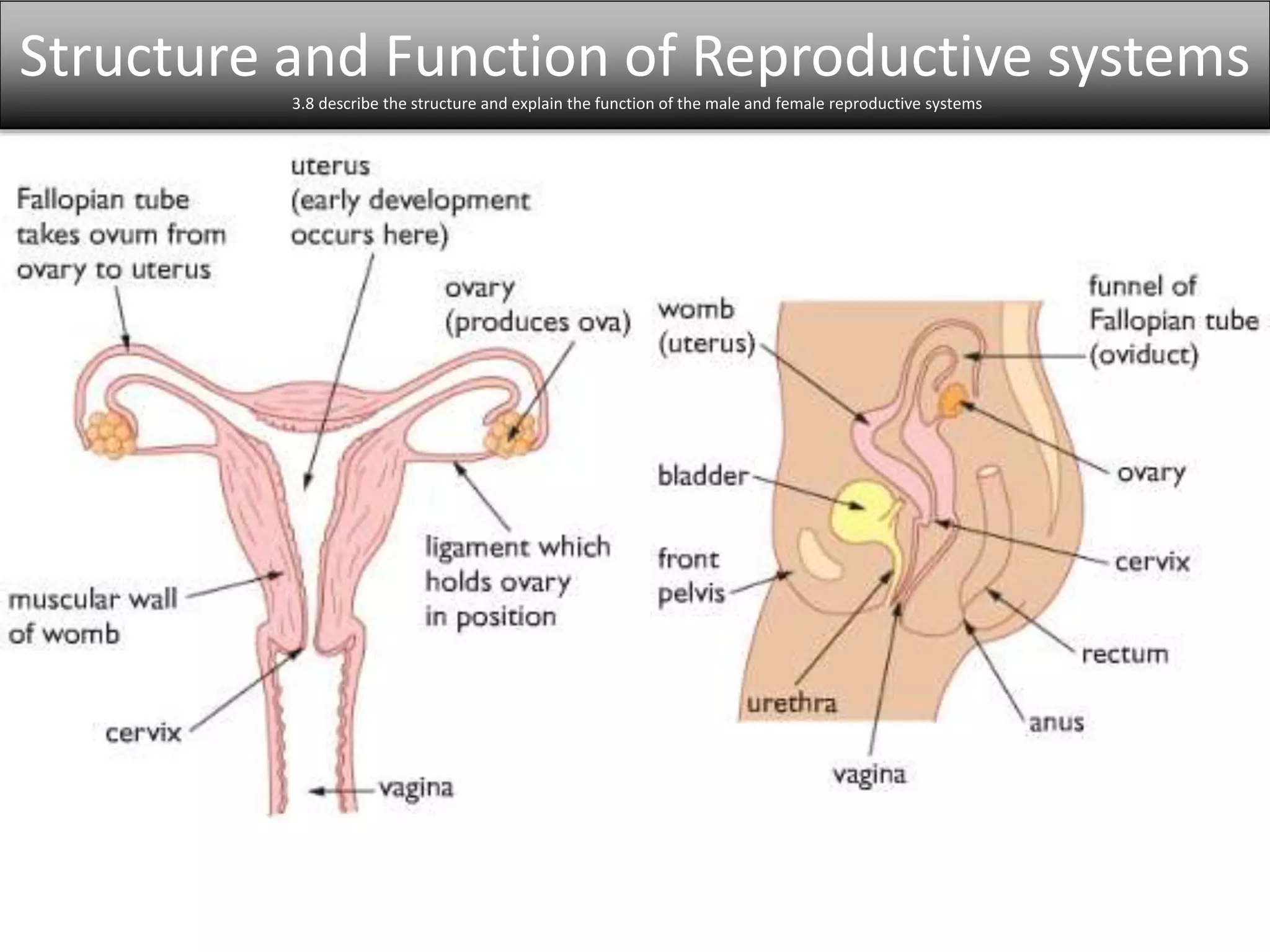 Structure and Function of Reproductive systems 
3.8 describe the structure and explain the function of the male and female reproductive systems 
 