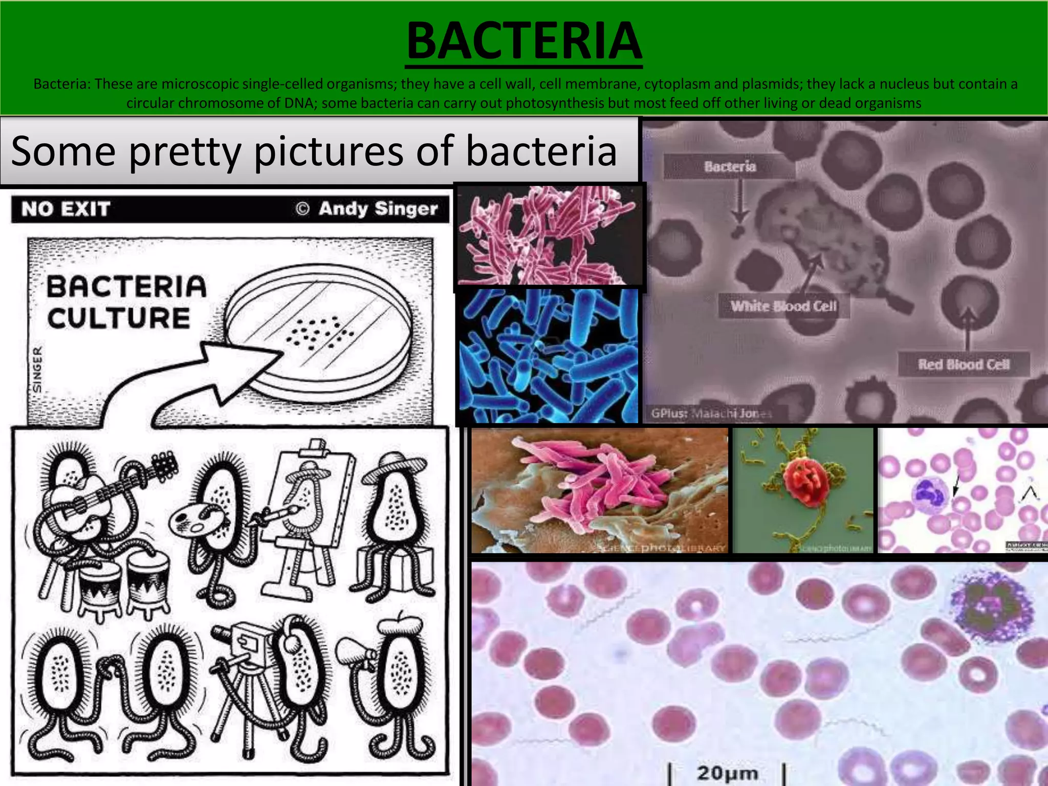 BACTERIA 
Bacteria: These are microscopic single-celled organisms; they have a cell wall, cell membrane, cytoplasm and plasmids; they lack a nucleus but contain a 
circular chromosome of DNA; some bacteria can carry out photosynthesis but most feed off other living or dead organisms 
Some pretty pictures of bacteria 
 