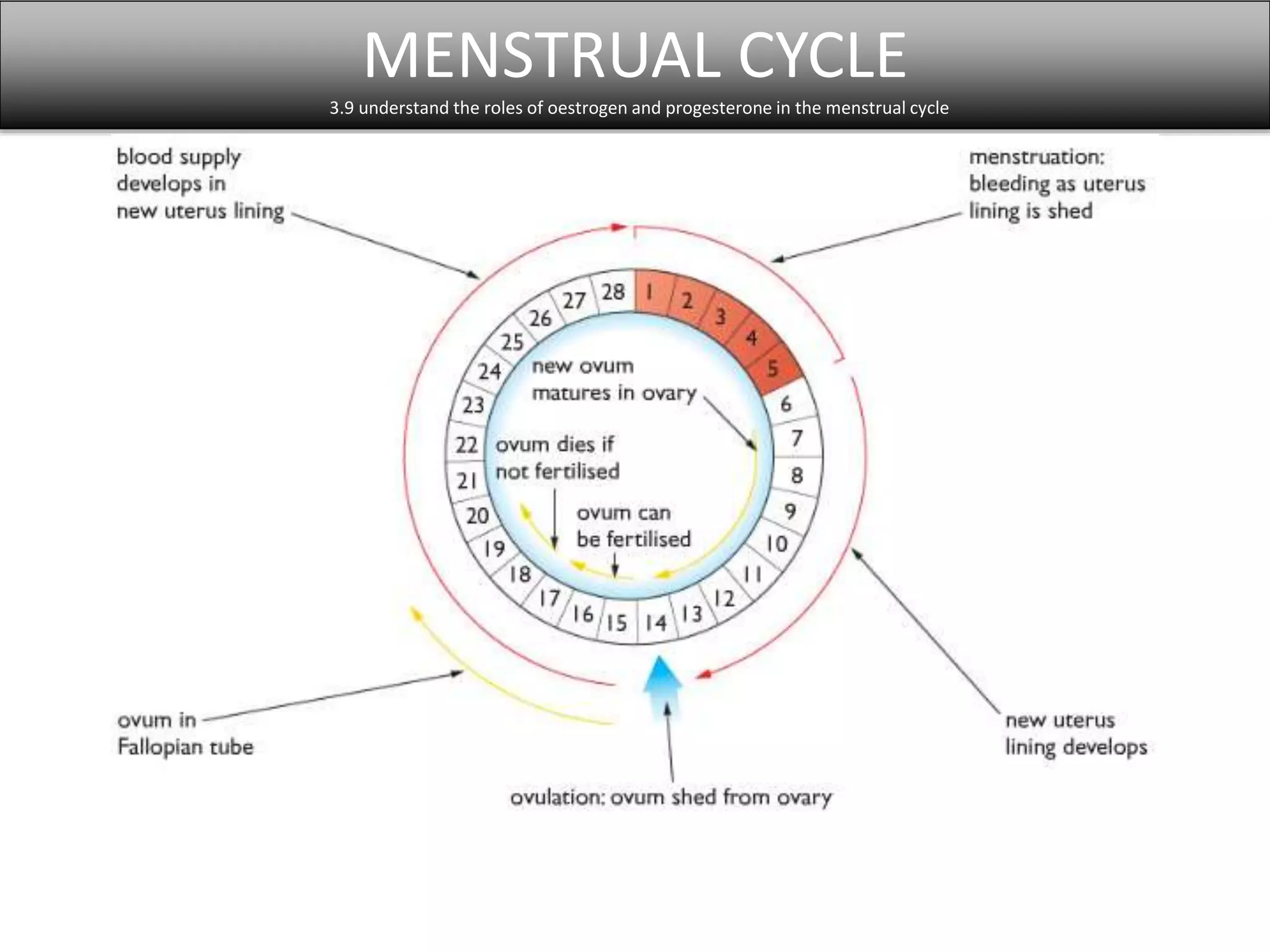 MENSTRUAL CYCLE 
3.9 understand the roles of oestrogen and progesterone in the menstrual cycle 
 