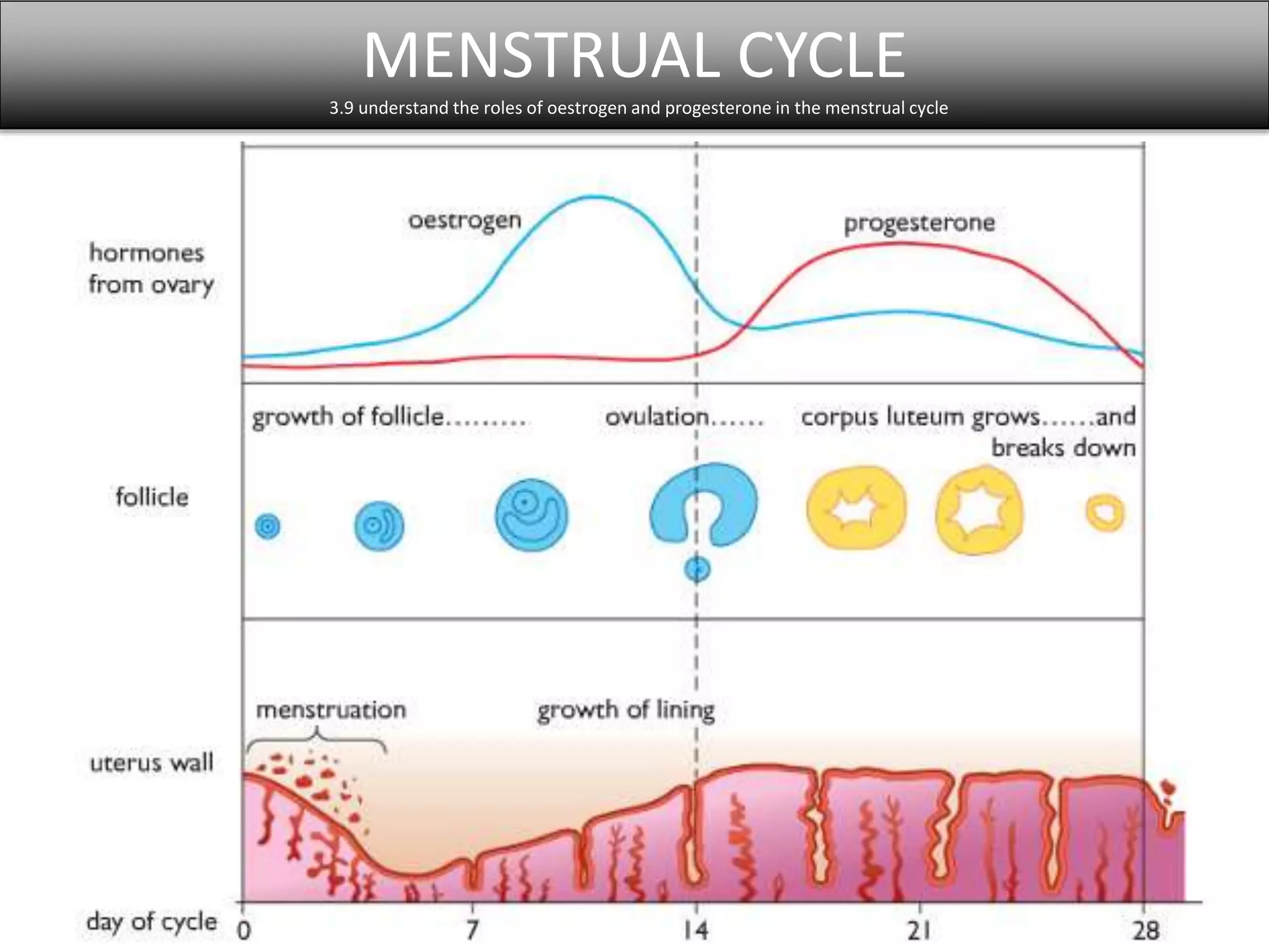 MENSTRUAL CYCLE 
3.9 understand the roles of oestrogen and progesterone in the menstrual cycle 
 