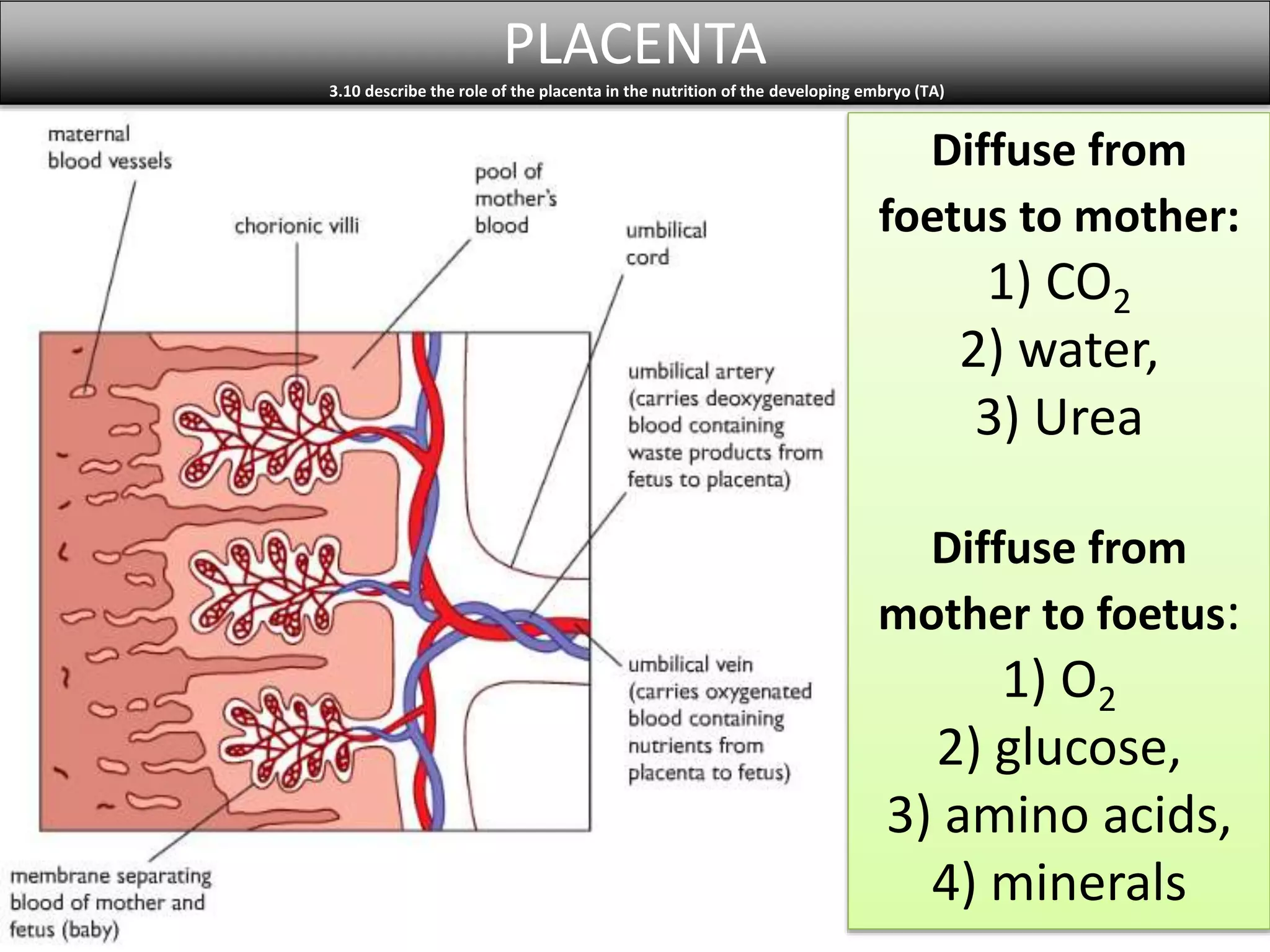 PLACENTA 
3.10 describe the role of the placenta in the nutrition of the developing embryo (TA) 
Diffuse from 
foetus to mother: 
1) CO2 
2) water, 
3) Urea 
Diffuse from 
mother to foetus: 
1) O2 
2) glucose, 
3) amino acids, 
4) minerals 
 