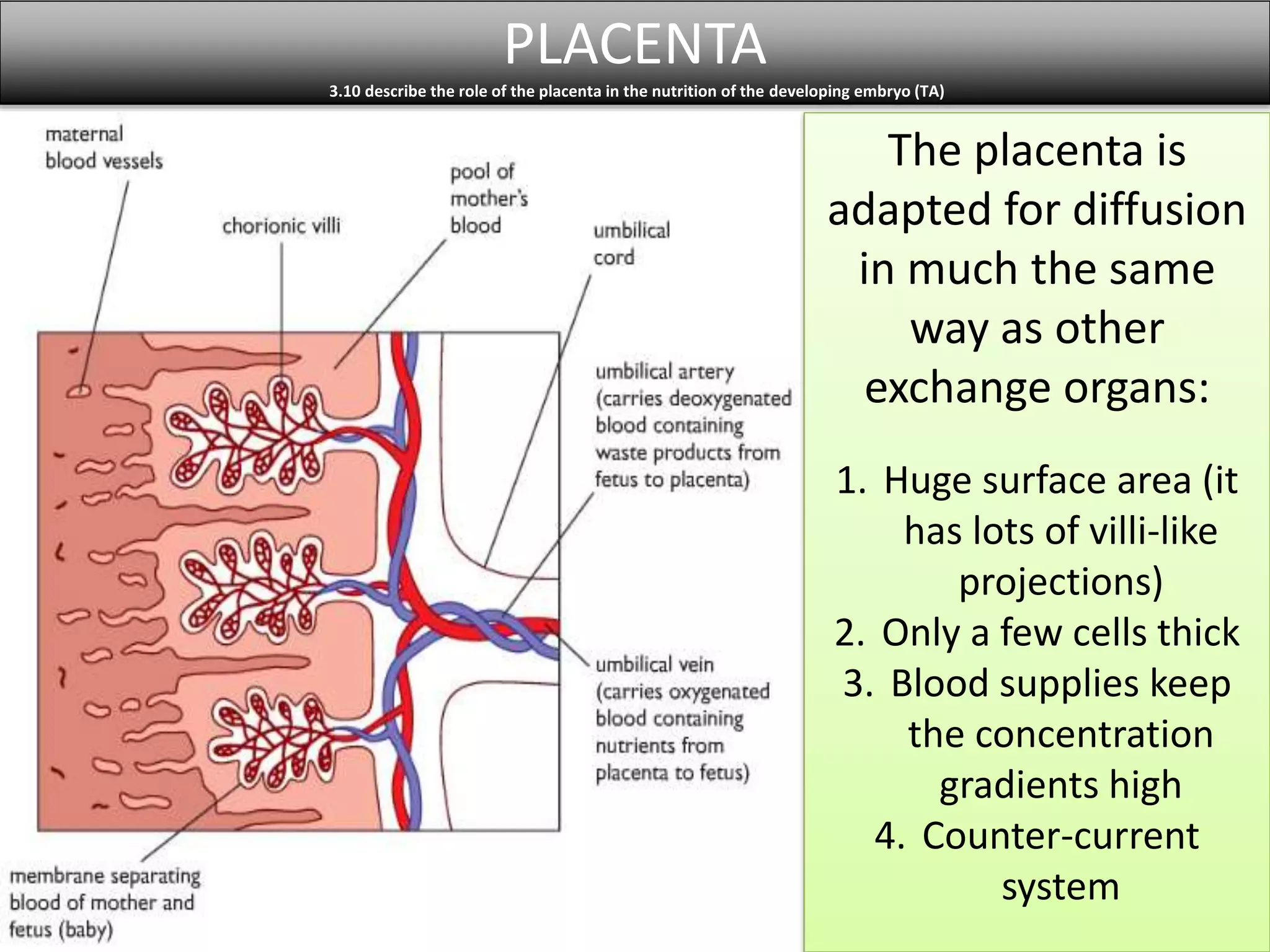 PLACENTA 
3.10 describe the role of the placenta in the nutrition of the developing embryo (TA) 
The placenta is 
adapted for diffusion 
in much the same 
way as other 
exchange organs: 
1. Huge surface area (it 
has lots of villi-like 
projections) 
2. Only a few cells thick 
3. Blood supplies keep 
the concentration 
gradients high 
4. Counter-current 
system 
 