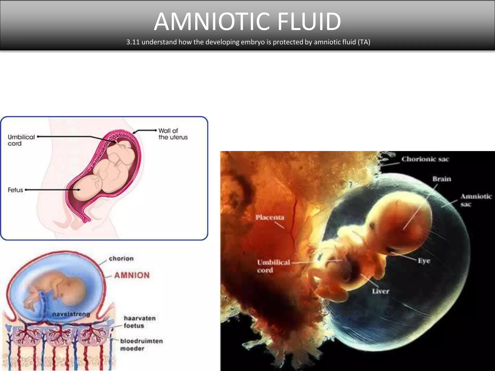 AMNIOTIC FLUID 
3.11 understand how the developing embryo is protected by amniotic fluid (TA) 
 