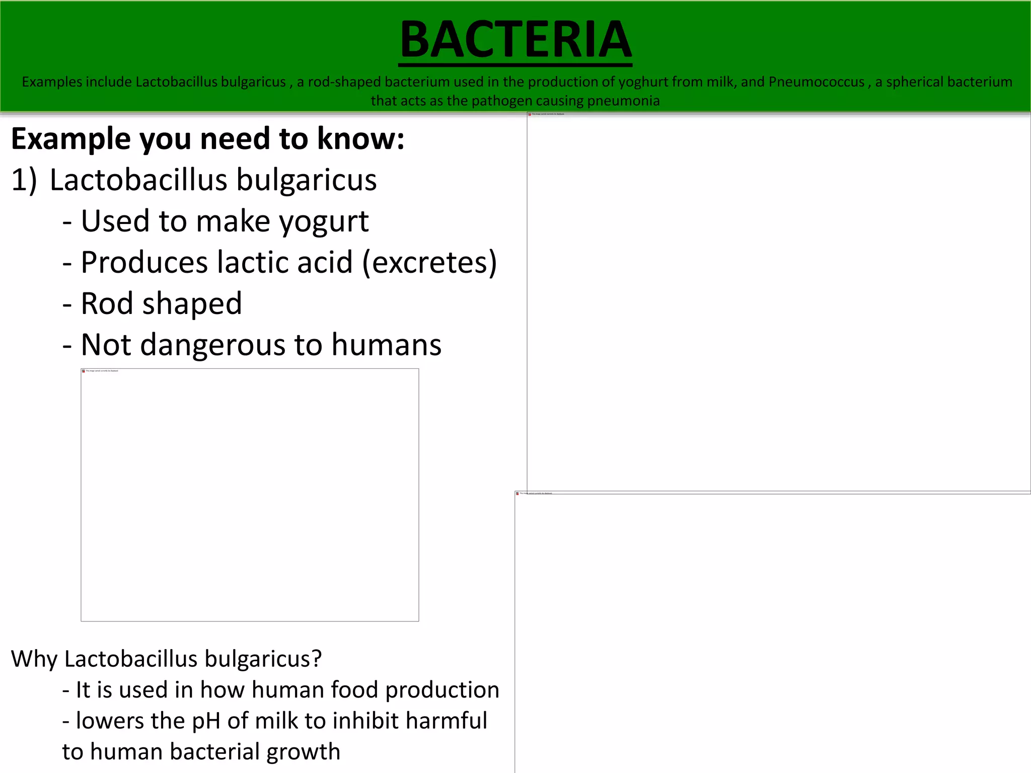 BACTERIA 
Examples include Lactobacillus bulgaricus , a rod-shaped bacterium used in the production of yoghurt from milk, and Pneumococcus , a spherical bacterium 
that acts as the pathogen causing pneumonia 
Example you need to know: 
1) Lactobacillus bulgaricus 
- Used to make yogurt 
- Produces lactic acid (excretes) 
- Rod shaped 
- Not dangerous to humans 
Why Lactobacillus bulgaricus? 
- It is used in how human food production 
- lowers the pH of milk to inhibit harmful 
to human bacterial growth 
 