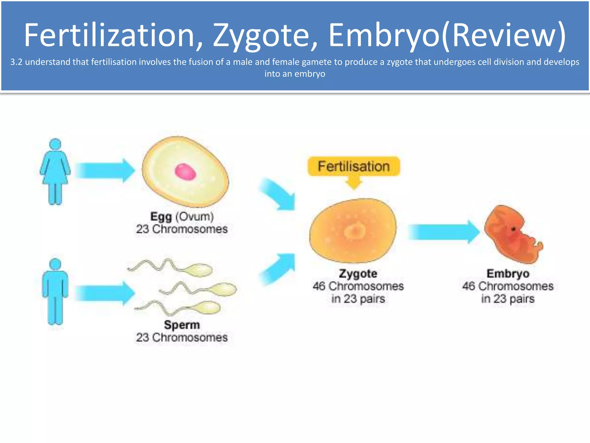Fertilization, Zygote, Embryo(Review) 
3.2 understand that fertilisation involves the fusion of a male and female gamete to produce a zygote that undergoes cell division and develops 
into an embryo 
 
