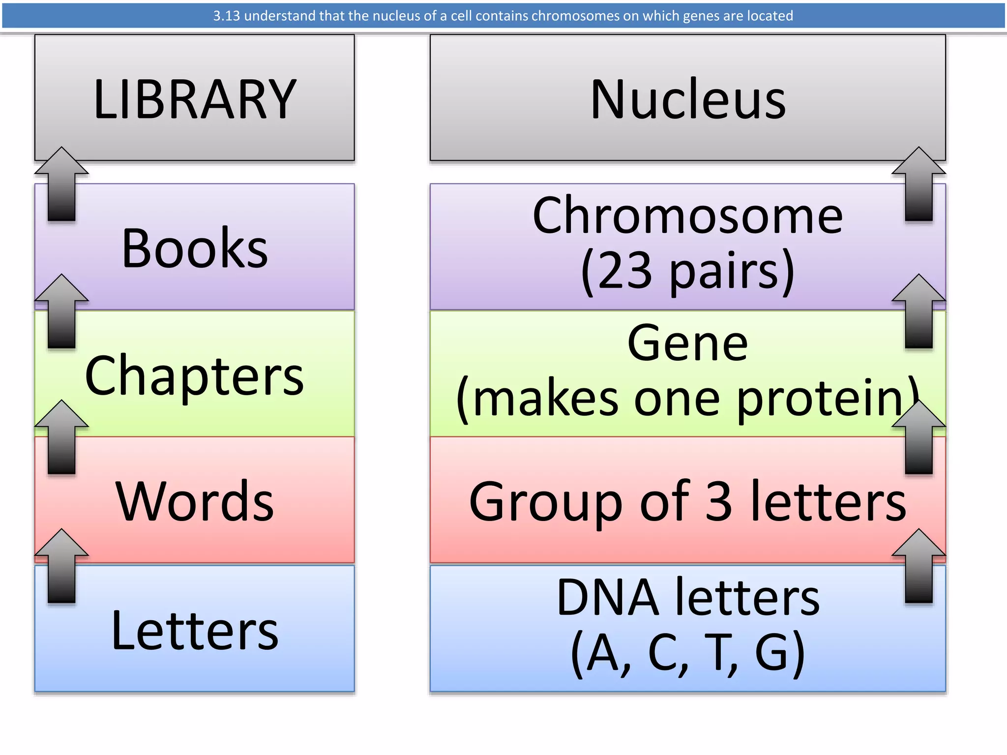 3.13 understand that the nucleus of a cell contains chromosomes on which genes are located 
LIBRARY 
Books 
Chapters 
Words 
Letters 
Nucleus 
Chromosome 
(23 pairs) 
Gene 
(makes one protein) 
Group of 3 letters 
DNA letters 
(A, C, T, G) 
 