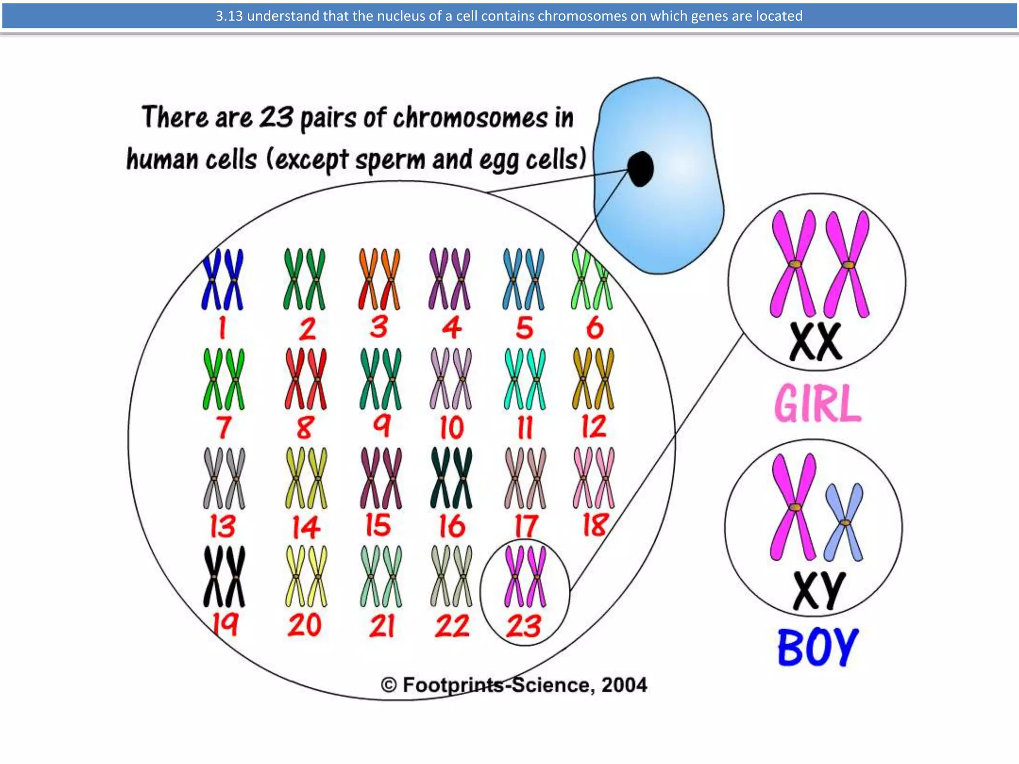 3.13 understand that the nucleus of a cell contains chromosomes on which genes are located 
 