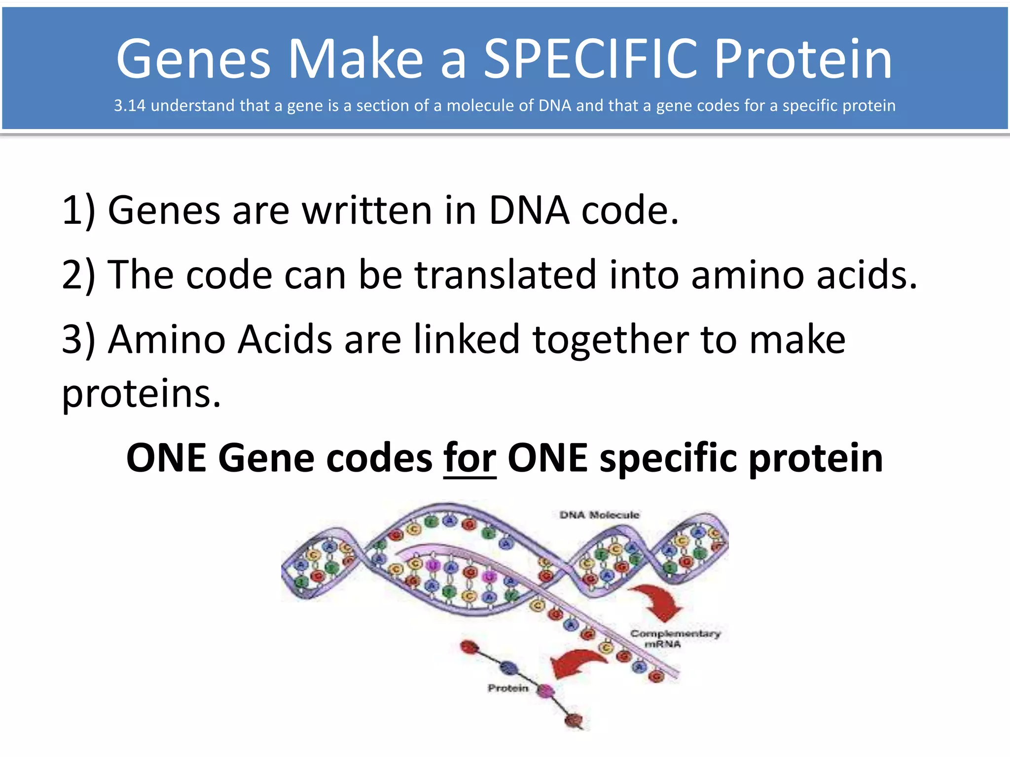Genes Make a SPECIFIC Protein 
3.14 understand that a gene is a section of a molecule of DNA and that a gene codes for a specific protein 
1) Genes are written in DNA code. 
2) The code can be translated into amino acids. 
3) Amino Acids are linked together to make 
proteins. 
ONE Gene codes for ONE specific protein 
 