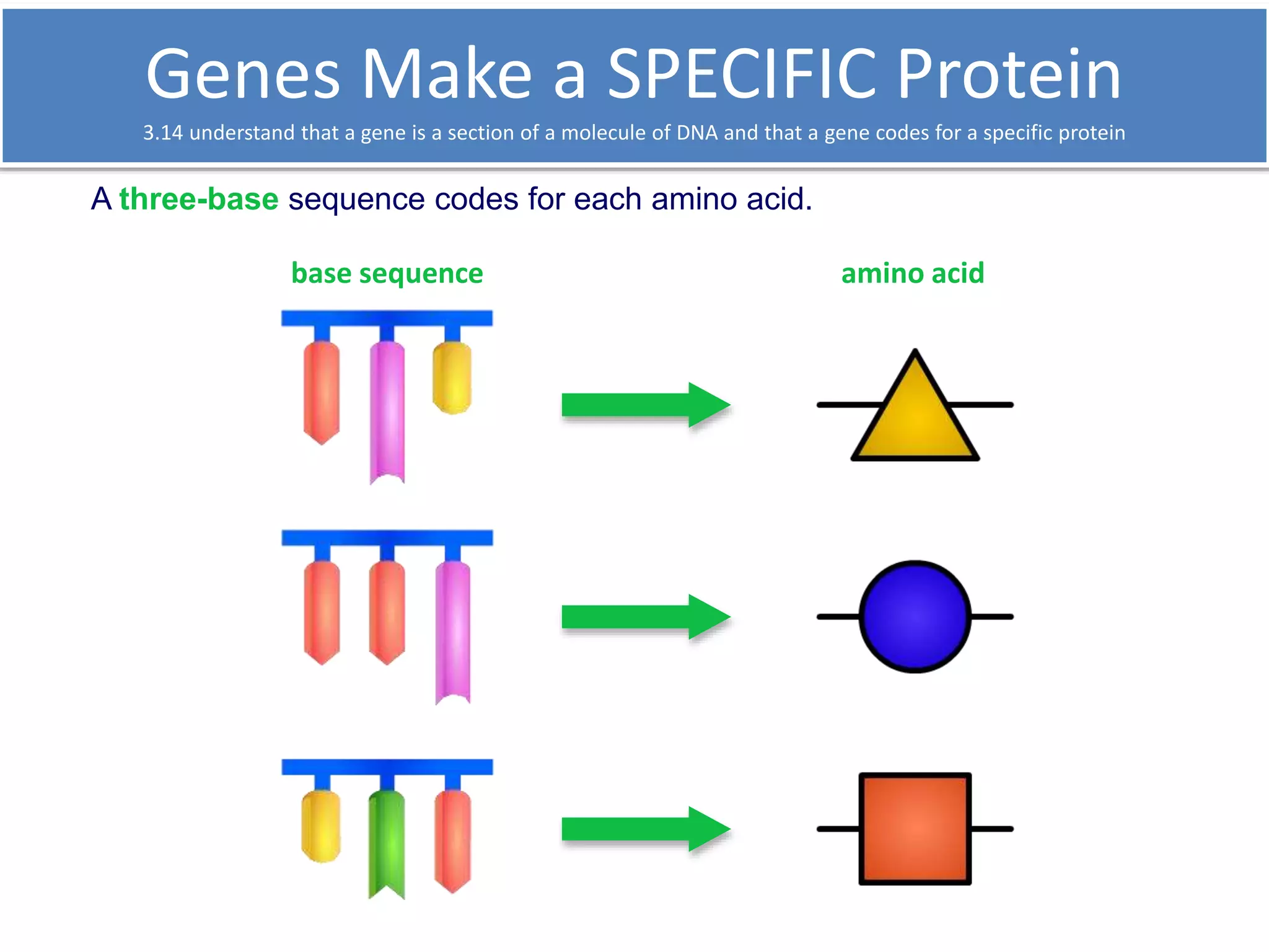 Genes Make a SPECIFIC Protein 
3.14 understand that a gene is a section of a molecule of DNA and that a gene codes for a specific protein 
A three-base sequence codes for each amino acid. 
base sequence amino acid 
 
