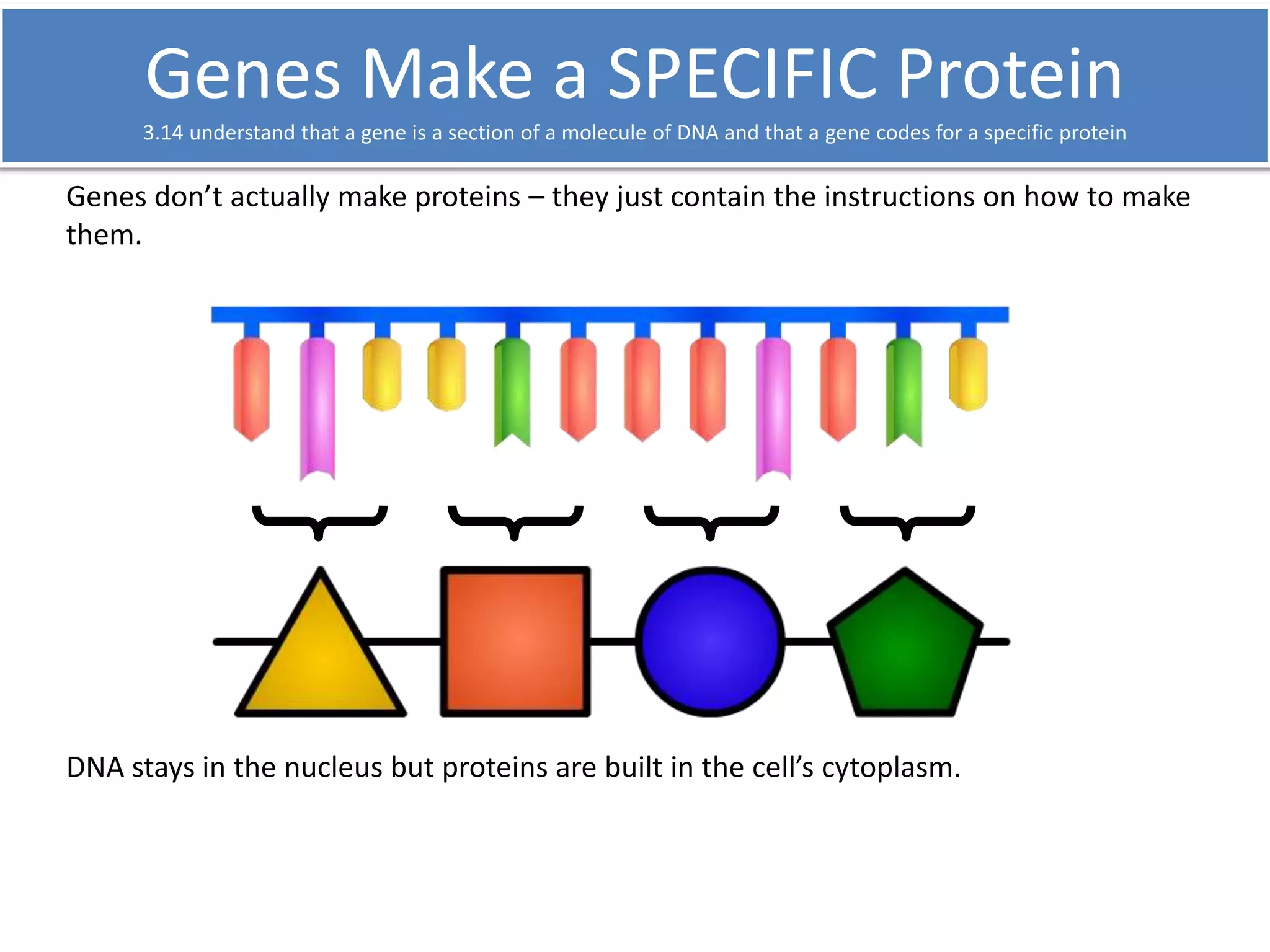 Genes Make a SPECIFIC Protein 
3.14 understand that a gene is a section of a molecule of DNA and that a gene codes for a specific protein 
Genes don’t actually make proteins – they just contain the instructions on how to make 
them. 
DNA stays in the nucleus but proteins are built in the cell’s cytoplasm. 
 