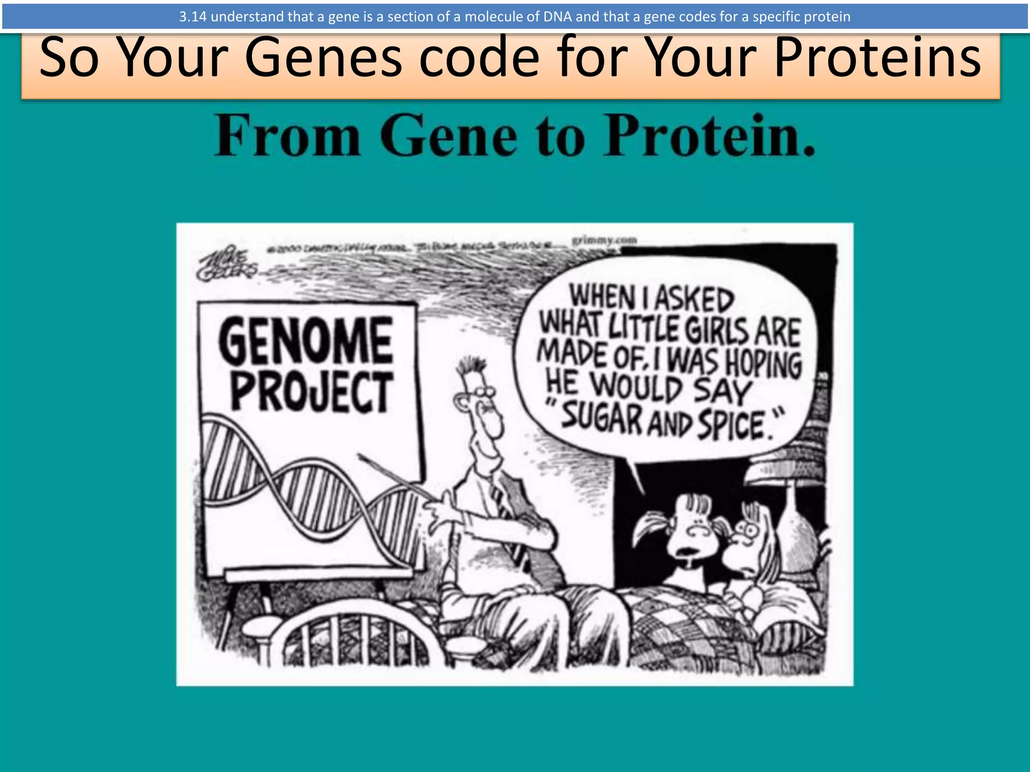 3.14 understand that a gene is a section of a molecule of DNA and that a gene codes for a specific protein 
So Your Genes code for Your Proteins 
 
