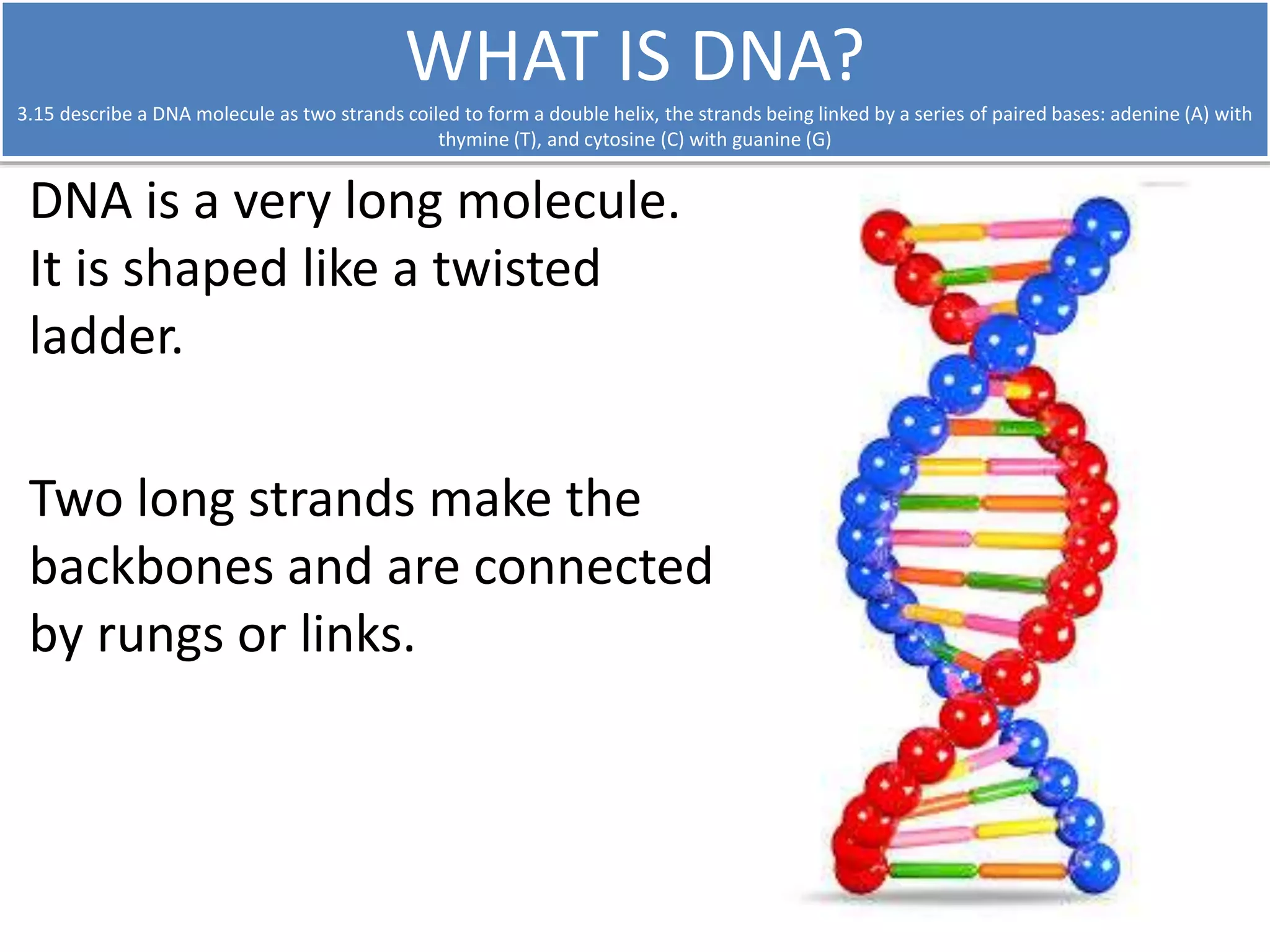 WHAT IS DNA? 
3.15 describe a DNA molecule as two strands coiled to form a double helix, the strands being linked by a series of paired bases: adenine (A) with 
thymine (T), and cytosine (C) with guanine (G) 
DNA is a very long molecule. 
It is shaped like a twisted 
ladder. 
Two long strands make the 
backbones and are connected 
by rungs or links. 
 