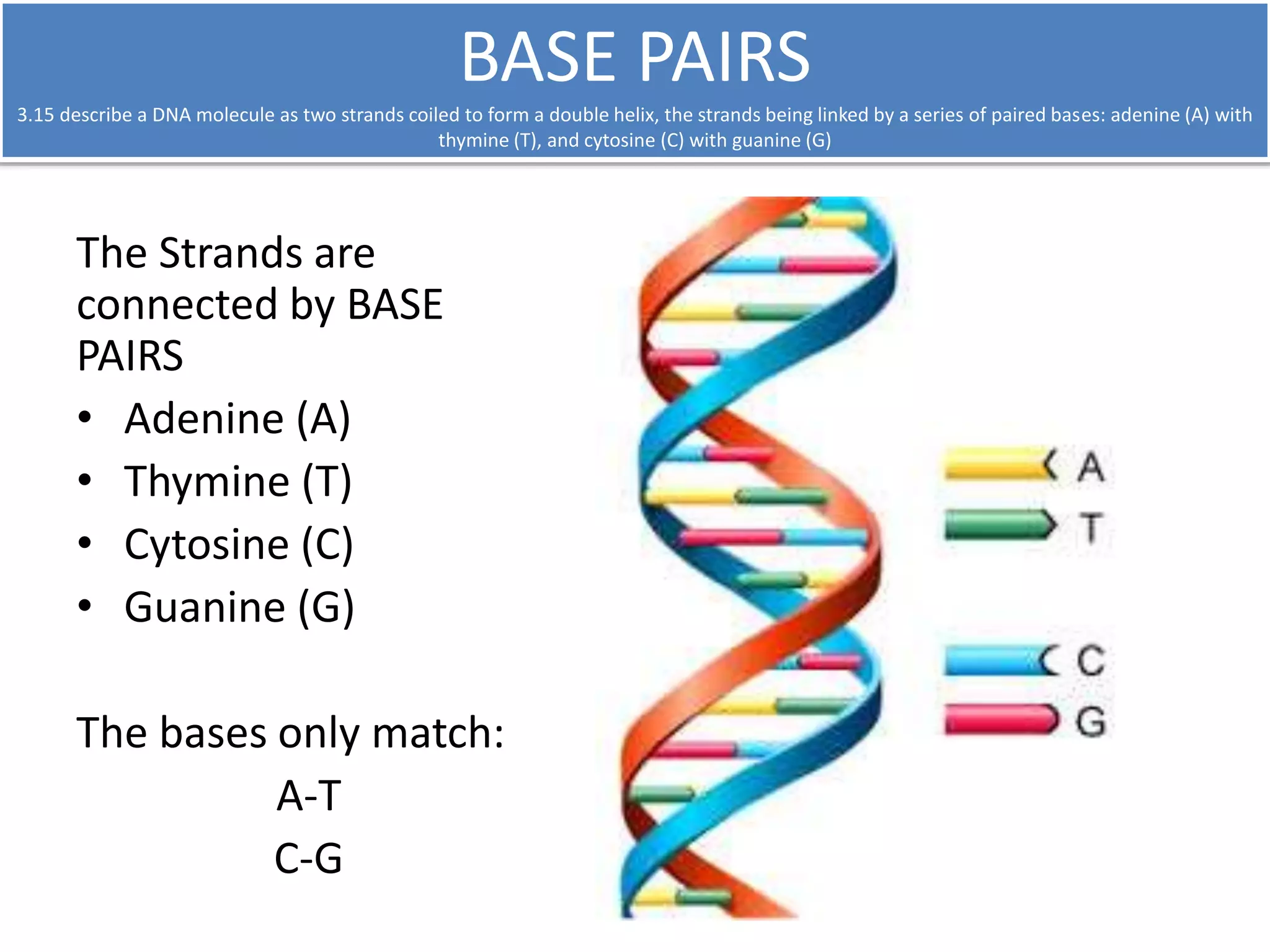 BASE PAIRS 
3.15 describe a DNA molecule as two strands coiled to form a double helix, the strands being linked by a series of paired bases: adenine (A) with 
thymine (T), and cytosine (C) with guanine (G) 
The Strands are 
connected by BASE 
PAIRS 
• Adenine (A) 
• Thymine (T) 
• Cytosine (C) 
• Guanine (G) 
The bases only match: 
A-T 
C-G 
 