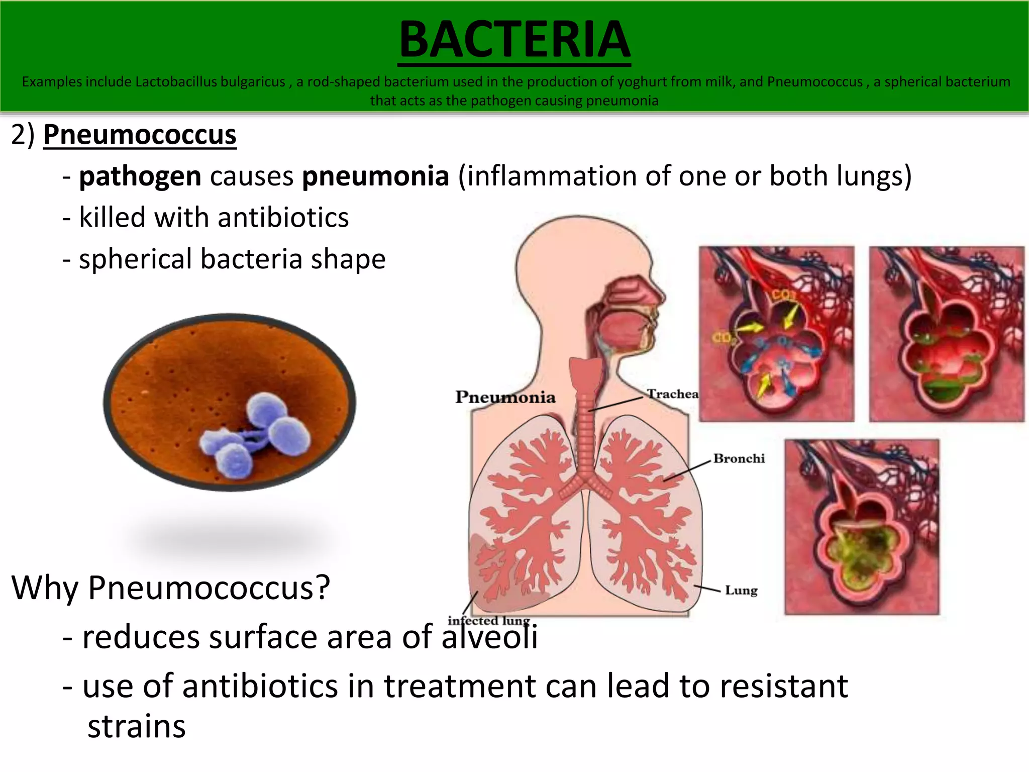 Examples include Lactobacillus bulgaricus , a rod-shaped bacterium used in the production of yoghurt from milk, and Pneumococcus , a spherical bacterium 
2) Pneumococcus 
BACTERIA 
that acts as the pathogen causing pneumonia 
- pathogen causes pneumonia (inflammation of one or both lungs) 
- killed with antibiotics 
- spherical bacteria shape 
Why Pneumococcus? 
- reduces surface area of alveoli 
- use of antibiotics in treatment can lead to resistant 
strains 
 