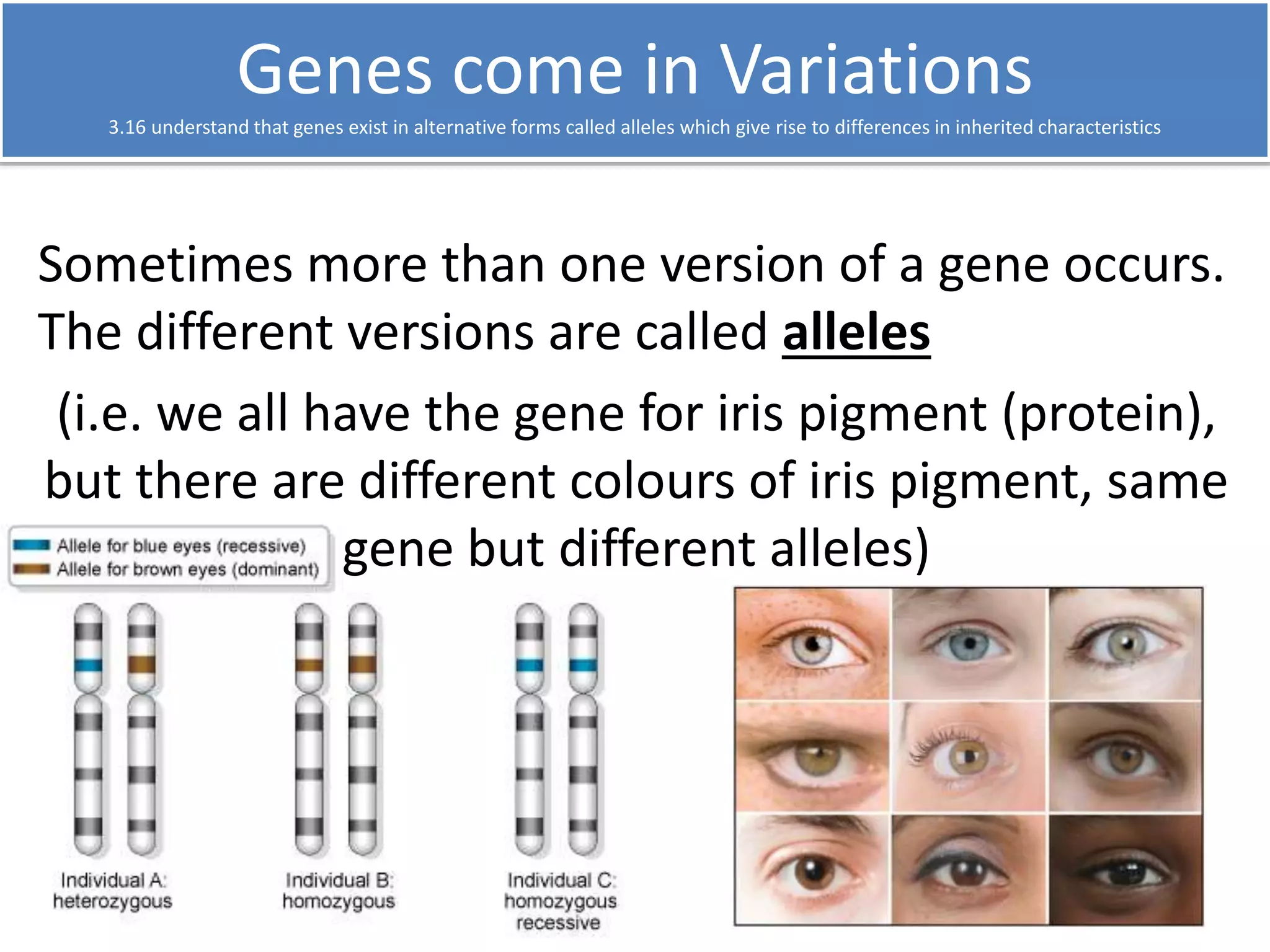 Genes come in Variations 
3.16 understand that genes exist in alternative forms called alleles which give rise to differences in inherited characteristics 
Sometimes more than one version of a gene occurs. 
The different versions are called alleles 
(i.e. we all have the gene for iris pigment (protein), 
but there are different colours of iris pigment, same 
gene but different alleles) 
 