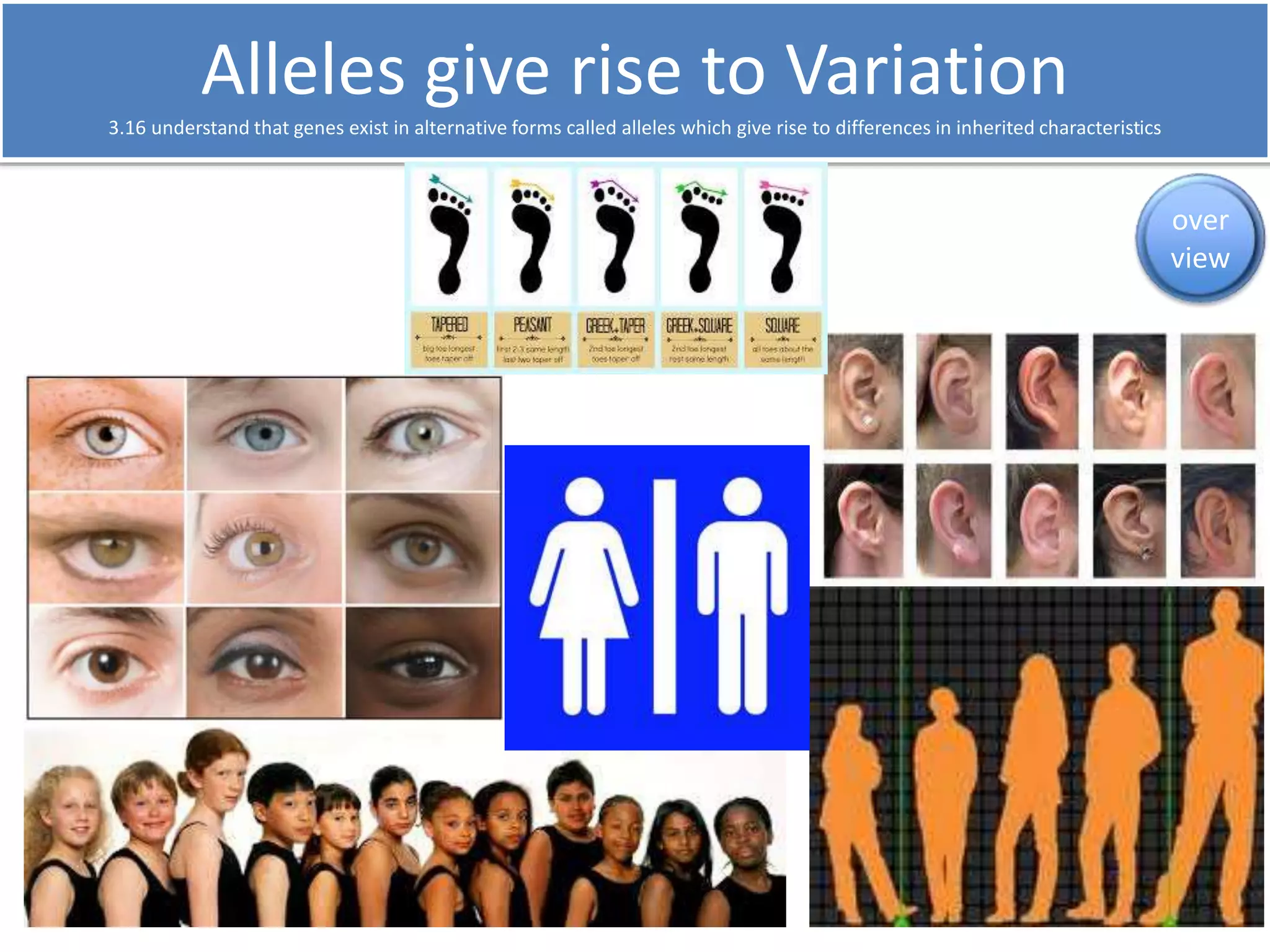 Alleles give rise to Variation 
3.16 understand that genes exist in alternative forms called alleles which give rise to differences in inherited characteristics 
over 
view 
 