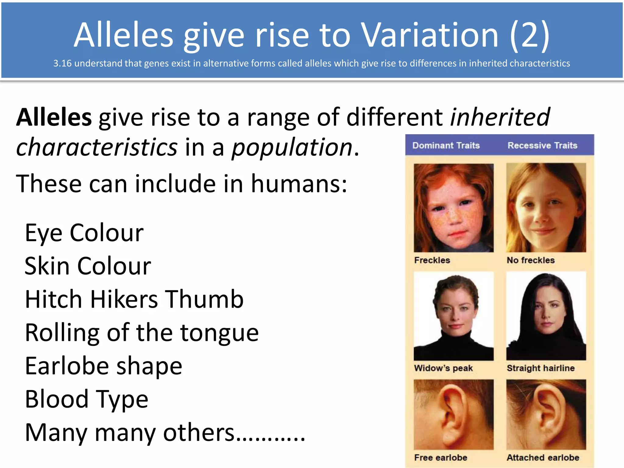 Alleles give rise to Variation (2) 
3.16 understand that genes exist in alternative forms called alleles which give rise to differences in inherited characteristics 
Alleles give rise to a range of different inherited 
characteristics in a population. 
These can include in humans: 
Eye Colour 
Skin Colour 
Hitch Hikers Thumb 
Rolling of the tongue 
Earlobe shape 
Blood Type 
Many many others……….. 
 