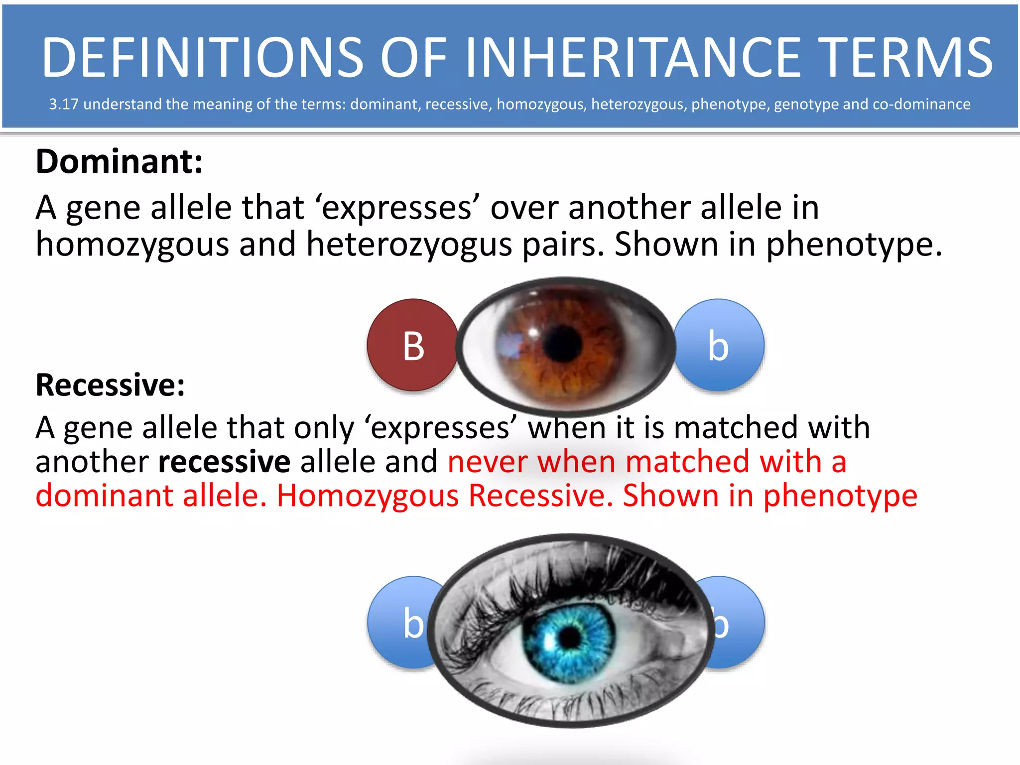 DEFINITIONS OF INHERITANCE TERMS 
3.17 understand the meaning of the terms: dominant, recessive, homozygous, heterozygous, phenotype, genotype and co-dominance 
Dominant: 
A gene allele that ‘expresses’ over another allele in 
homozygous and heterozyogus pairs. Shown in phenotype. 
b 
B 
Recessive: 
A gene allele that only ‘expresses’ when it is matched with 
another recessive allele and never when matched with a 
dominant allele. Homozygous Recessive. Shown in phenotype 
b b 
 