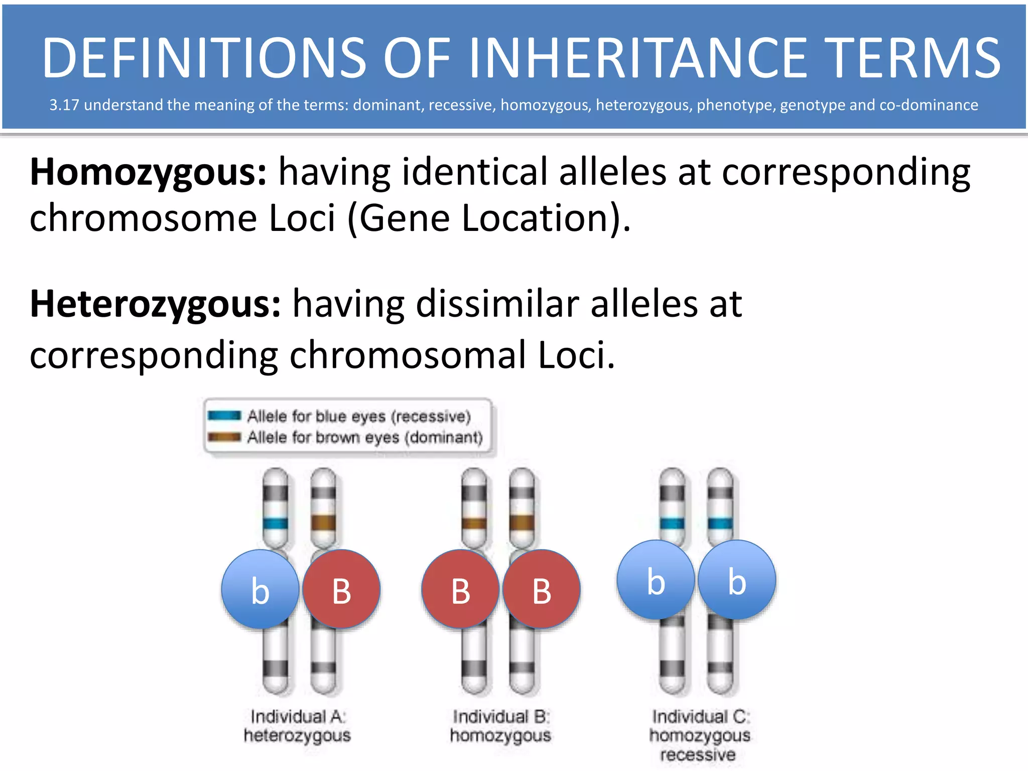 DEFINITIONS OF INHERITANCE TERMS 
3.17 understand the meaning of the terms: dominant, recessive, homozygous, heterozygous, phenotype, genotype and co-dominance 
Homozygous: having identical alleles at corresponding 
chromosome Loci (Gene Location). 
Heterozygous: having dissimilar alleles at 
corresponding chromosomal Loci. 
b B B B b b 
 