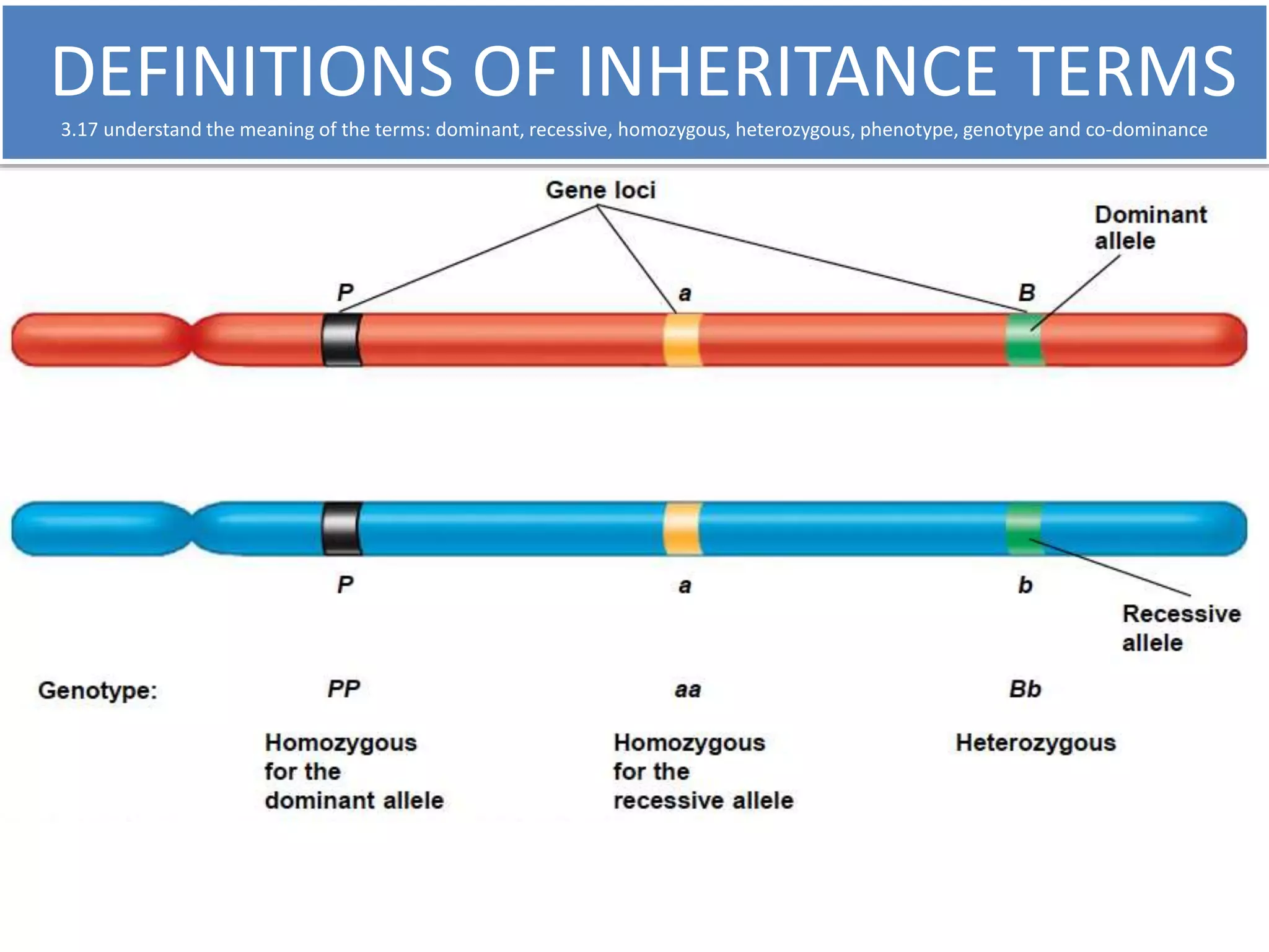 DEFINITIONS OF INHERITANCE TERMS 
3.17 understand the meaning of the terms: dominant, recessive, homozygous, heterozygous, phenotype, genotype and co-dominance 
 